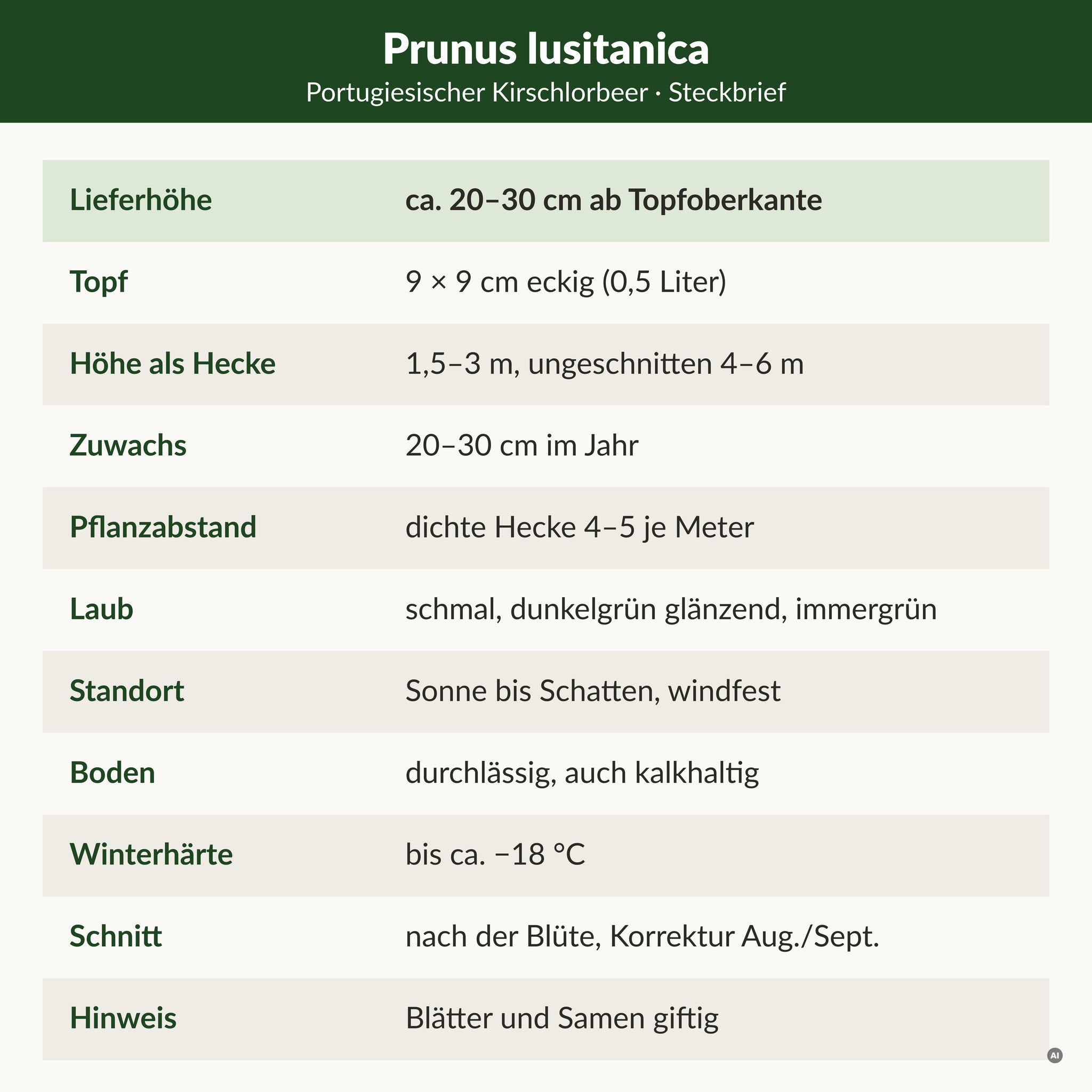 Steckbrief Portugiesischer Kirschlorbeer: Lieferhöhe ca. 20–30 cm ab Topfoberkante, 9 × 9 cm Topf, Hecke 1,5–3 m, auch auf kalkhaltigem Boden, winterhart bis ca. −18 °C