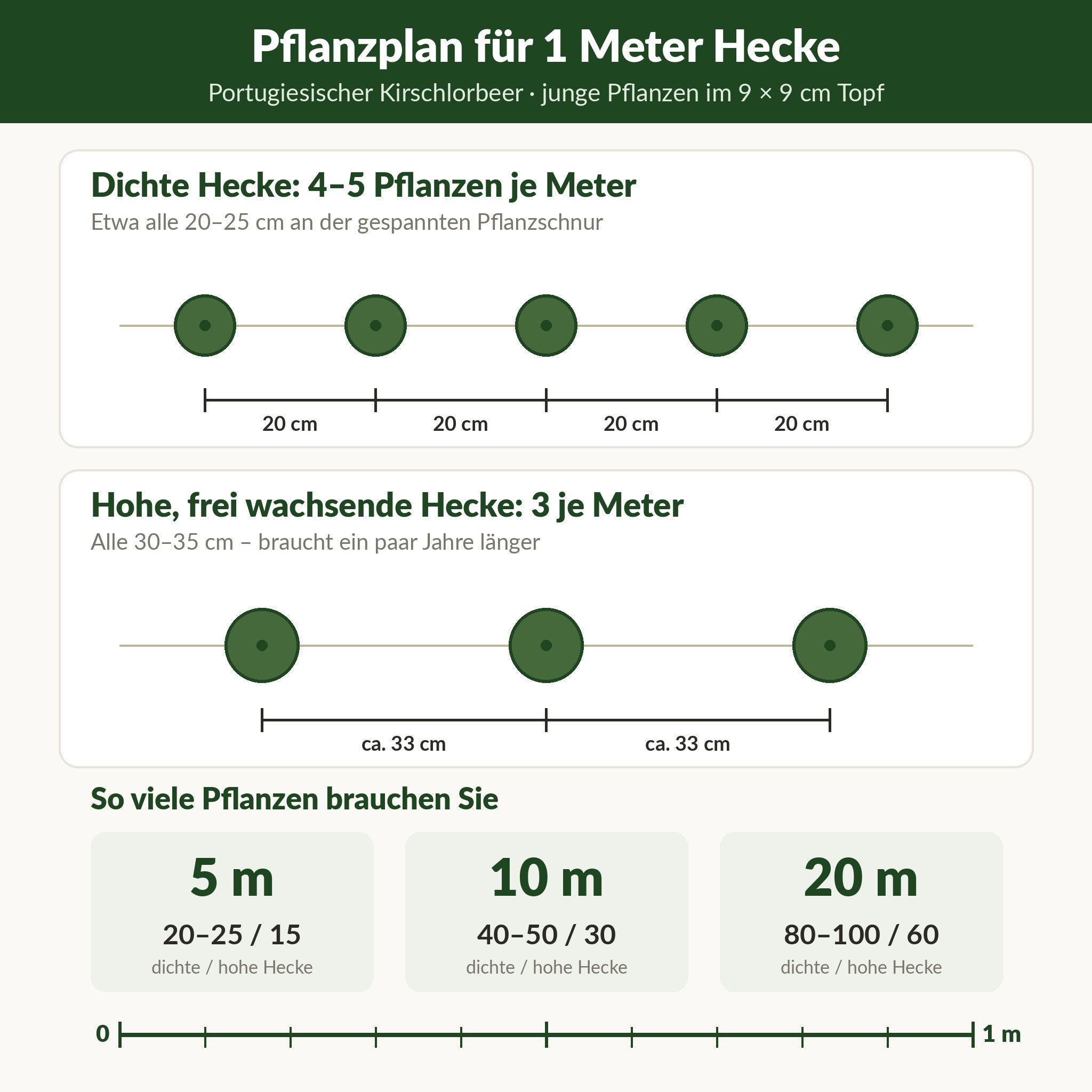 Pflanzplan für 1 Meter Hecke aus Portugiesischem Kirschlorbeer: dichte Hecke 4–5 Pflanzen, hohe Hecke 3 Pflanzen je Meter