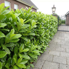 Etwa 2 m hohe, dichte, gerade geschnittene Hecke aus Kirschlorbeer 'Novita' mit großem, glänzendem Laub entlang einer gepflasterten Hofeinfahrt mit schmiedeeisernem Tor