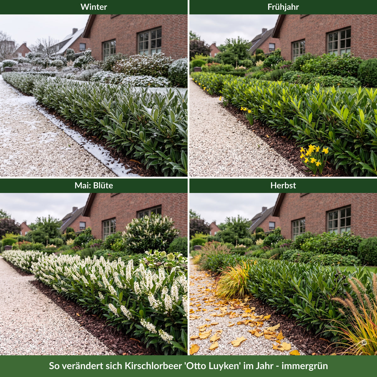 Niedrige Hecke aus Kirschlorbeer 'Otto Luyken' am Kiesweg im Winter mit Raureif, im Frühjahr, im Mai mit weißen Blütentrauben und im Herbst