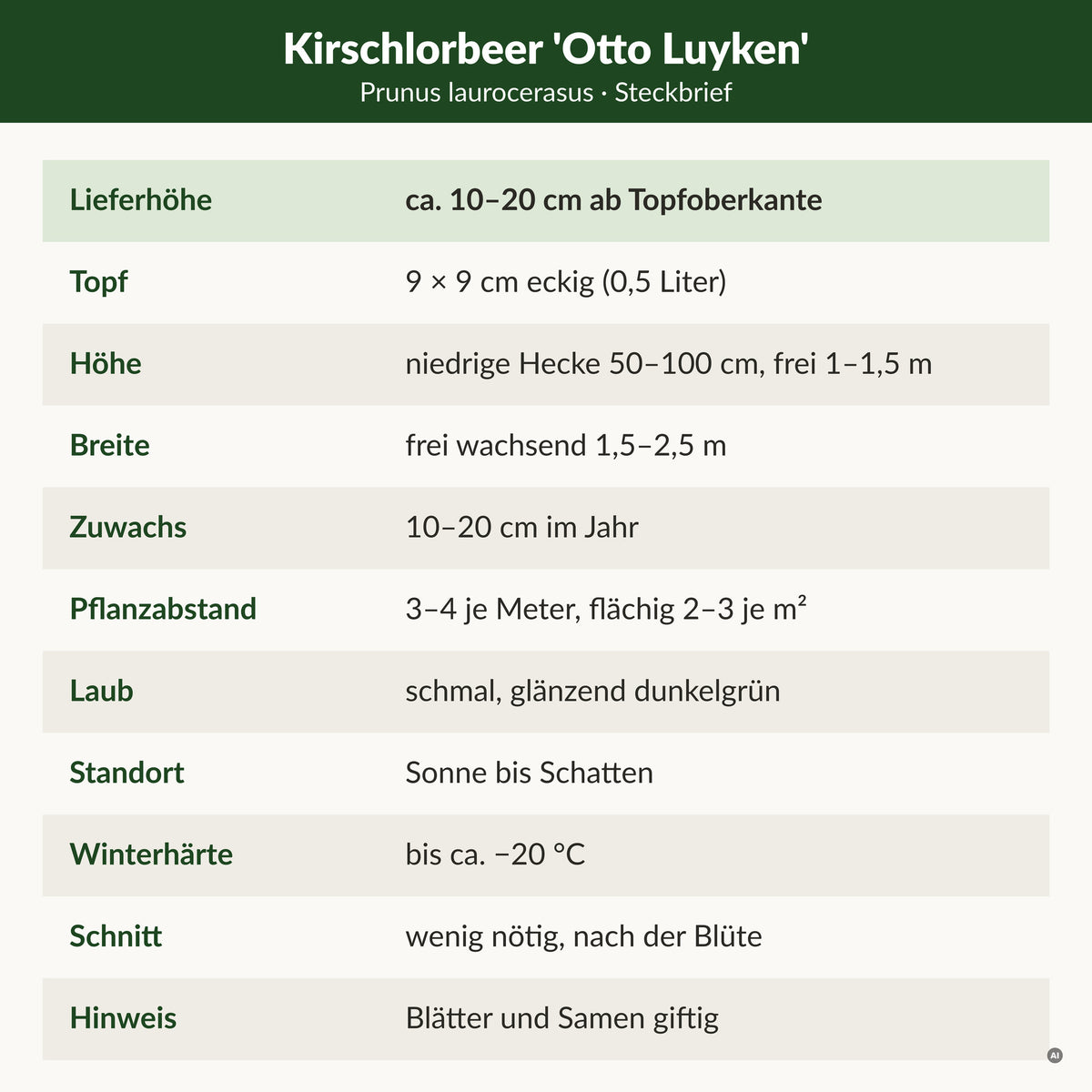 Steckbrief Kirschlorbeer 'Otto Luyken': Lieferhöhe ca. 10–20 cm ab Topfoberkante, 9 × 9 cm Topf, niedrige Hecke 50–100 cm, frei 1–1,5 m hoch und 1,5–2,5 m breit, 10–20 cm Zuwachs, 3–4 je Meter, winterhart bis ca. −20 °C, Blätter und Samen giftig