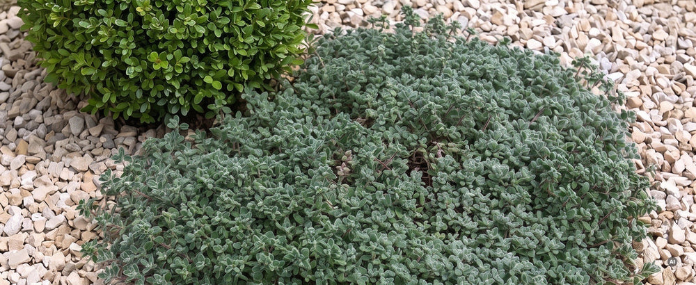 Thymus praecox 'Pseudolanuginosus' - pseudolanuginosus-lp-11