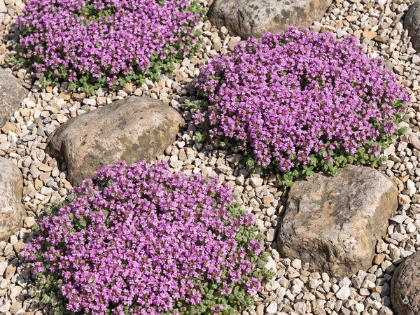 Thymus praecox 'Pseudolanuginosus' - pseudolanuginosus-lp-14