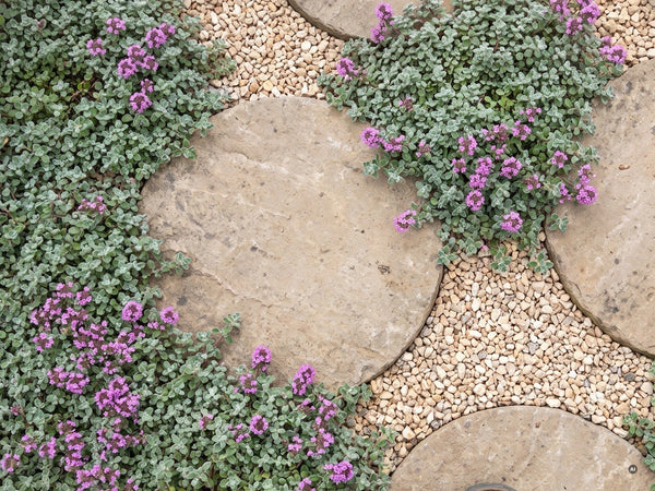 Thymus praecox 'Pseudolanuginosus' - pseudolanuginosus-lp-15