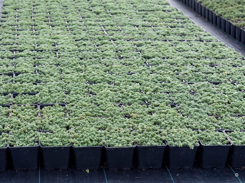 Thymus praecox 'Pseudolanuginosus' - pseudolanuginosus-lp-17