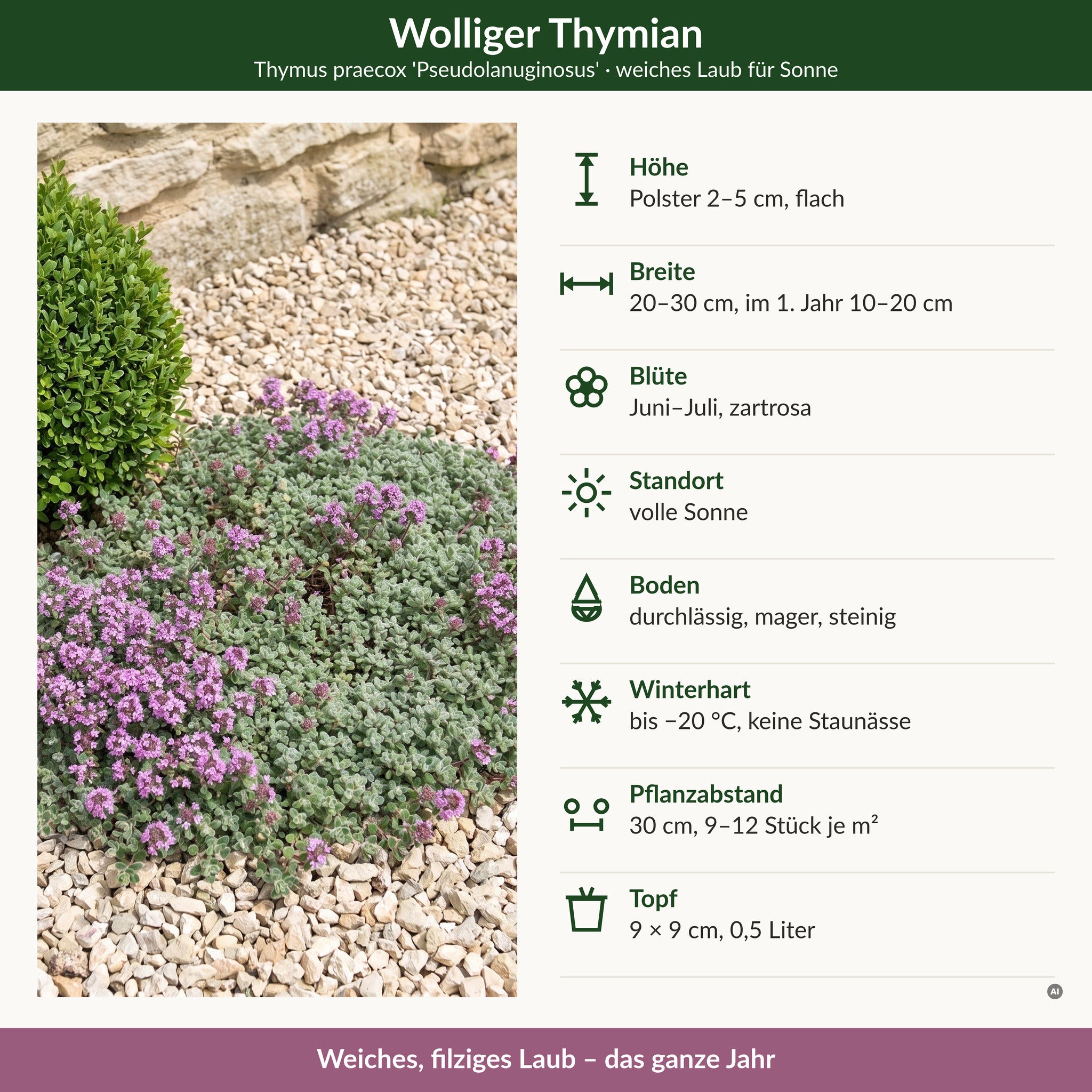 Steckbrief Wolliger Thymian 'Pseudolanuginosus': Polster 2–5 cm, 20–30 cm breit, Blüte Juni–Juli zartrosa, volle Sonne, winterhart bis −20 °C, 9 × 9 cm Topf