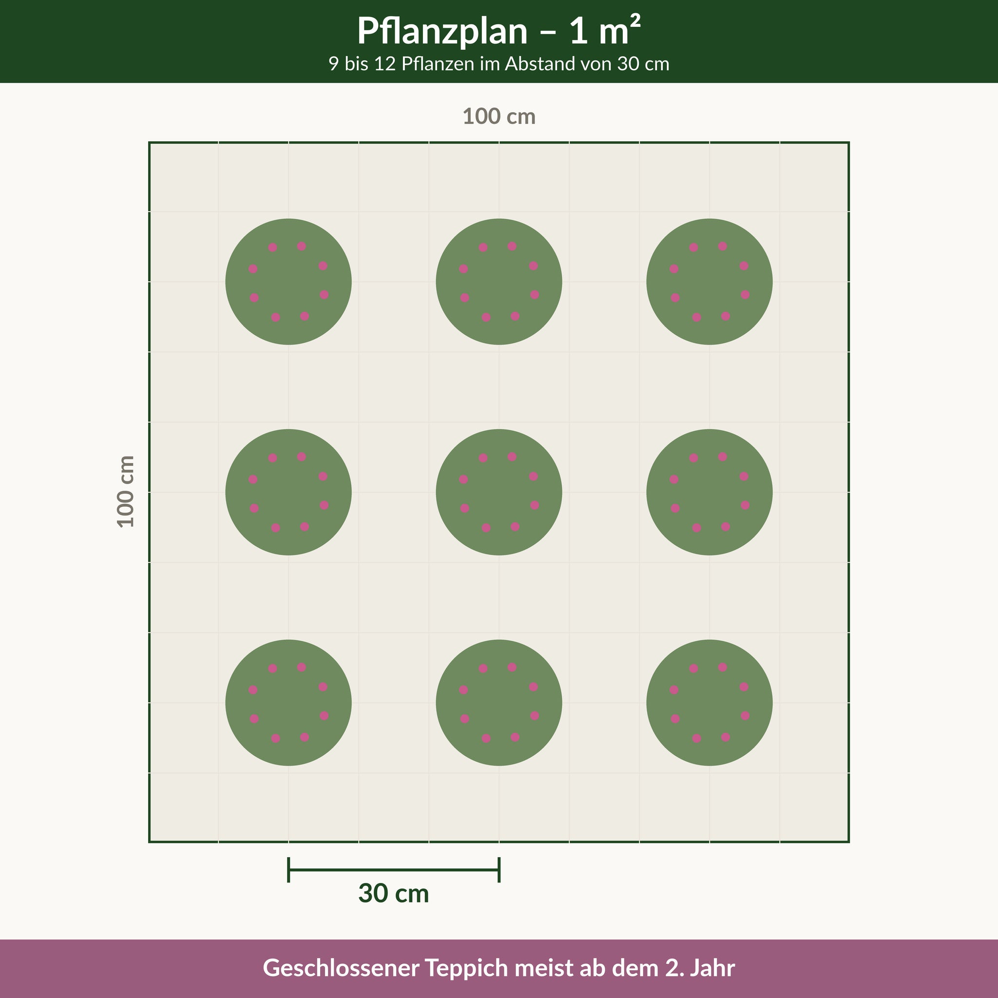 Pflanzplan für einen Quadratmeter Wolliger Thymian 'Pseudolanuginosus': 9 bis 12 Pflanzen im Abstand von 30 cm