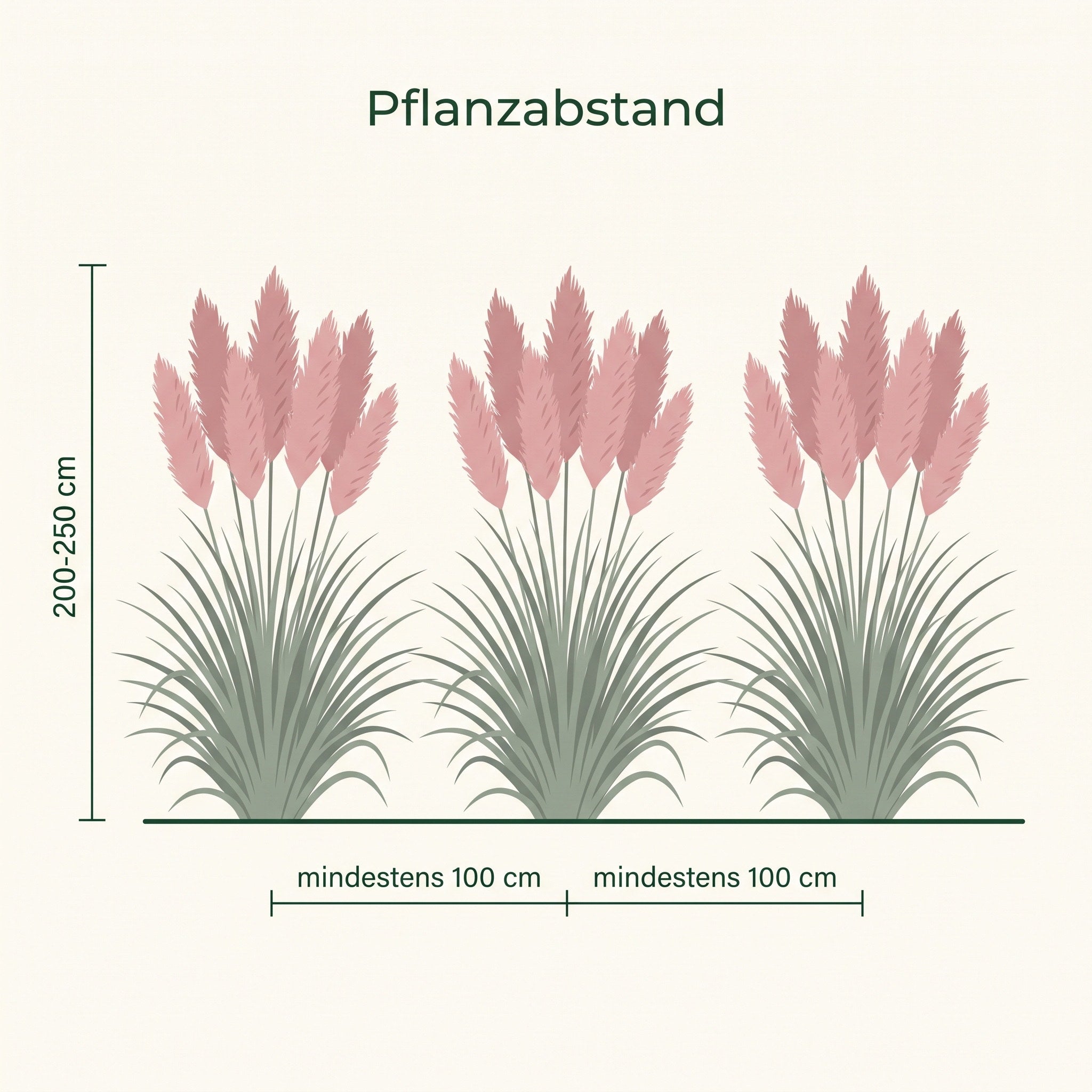 Pflanzplan Rosa Pampasgras: Pflanzabstand mindestens 100 cm, Wuchsh&ouml;he 200 bis 250 cm