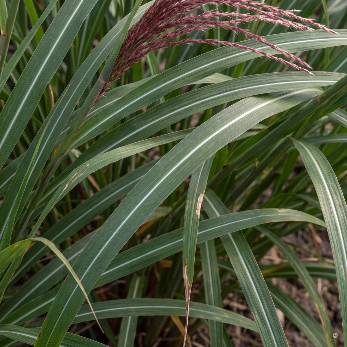 Dunkelgrünes Laub von Miscanthus 'Rotsilber' mit silbrig-weißer Mittelrippe