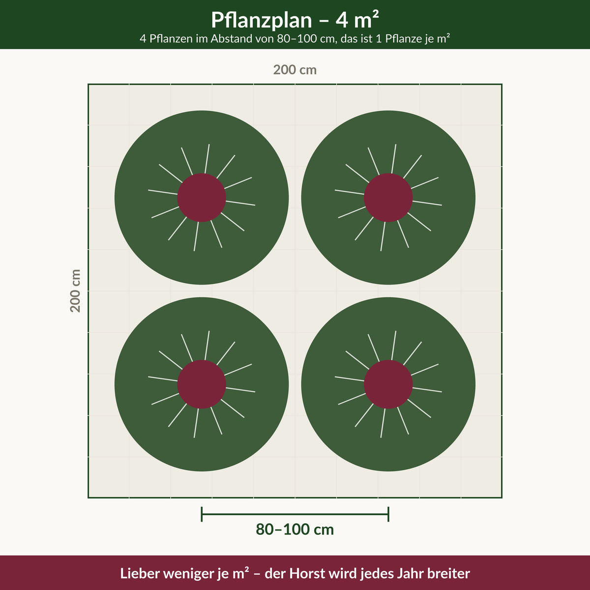 Pflanzplan für Miscanthus 'Rotsilber': 4 Pflanzen auf 4 m² im Abstand von 80 bis 100 cm