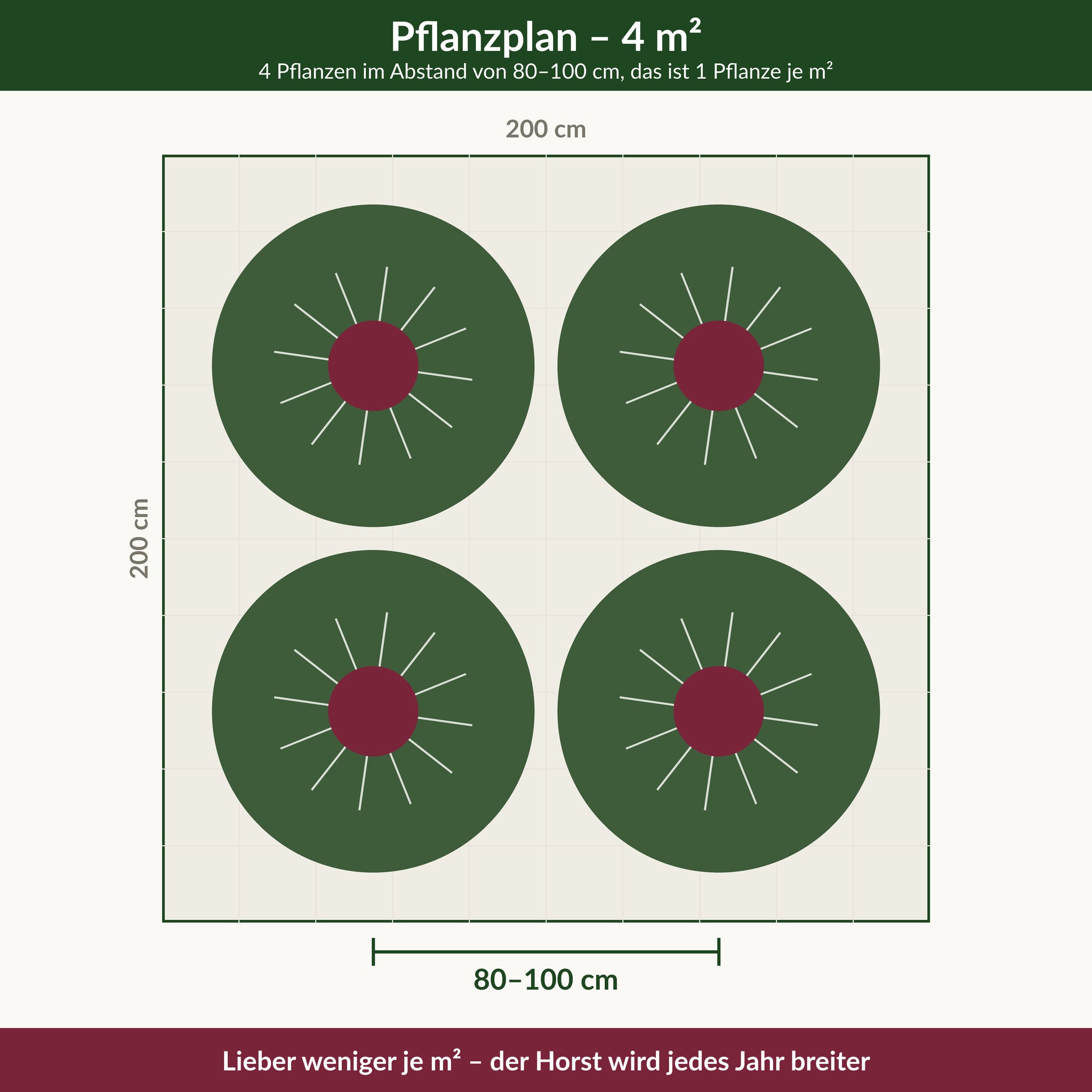 Pflanzplan für vier Quadratmeter Chinaschilf 'Rotsilber': 4 Pflanzen im Abstand von 80 bis 100 cm