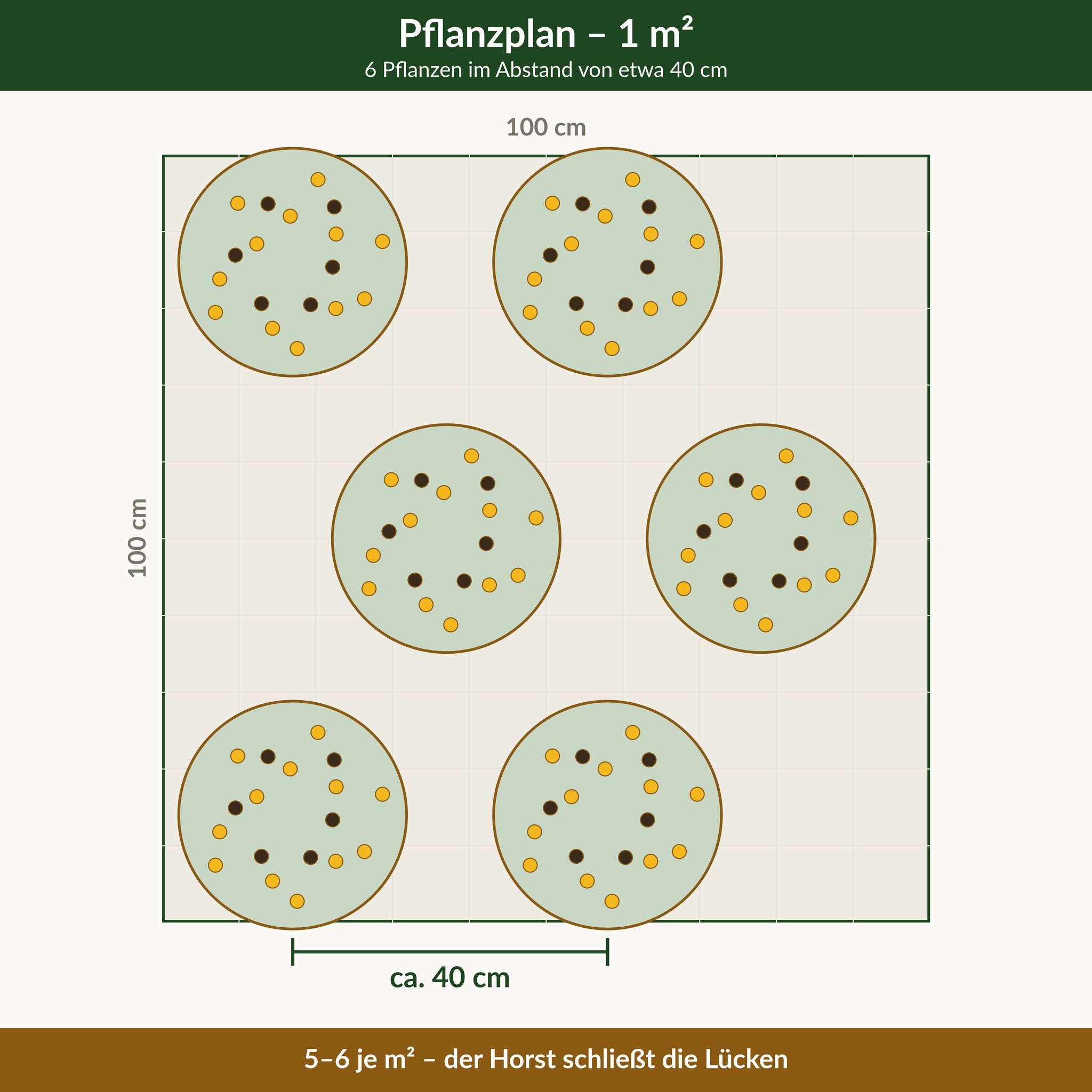 Pflanzplan für einen Quadratmeter Sonnenhut 'Goldsturm': 6 Pflanzen im Abstand von etwa 40 cm