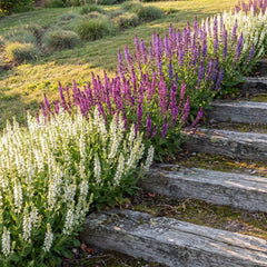 Drei Steppensalbeis in Pink, Weiß und Violettblau als Bänder an Holzstufen