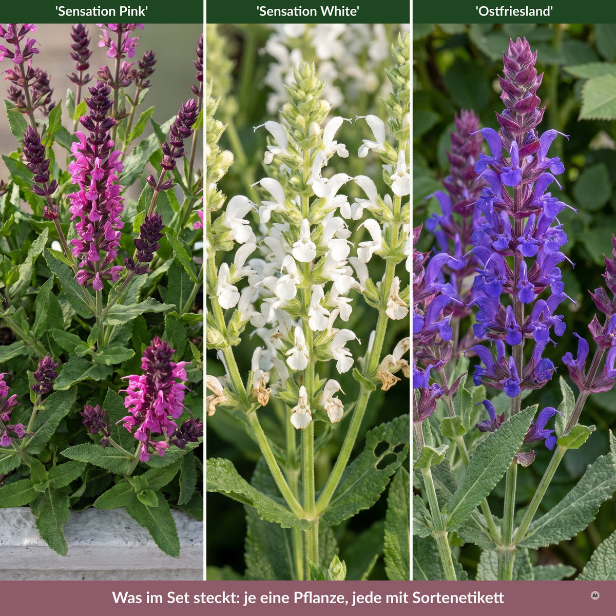 Was im Set steckt: je eine Pflanze 'Sensation Pink', 'Sensation White' und 'Ostfriesland'