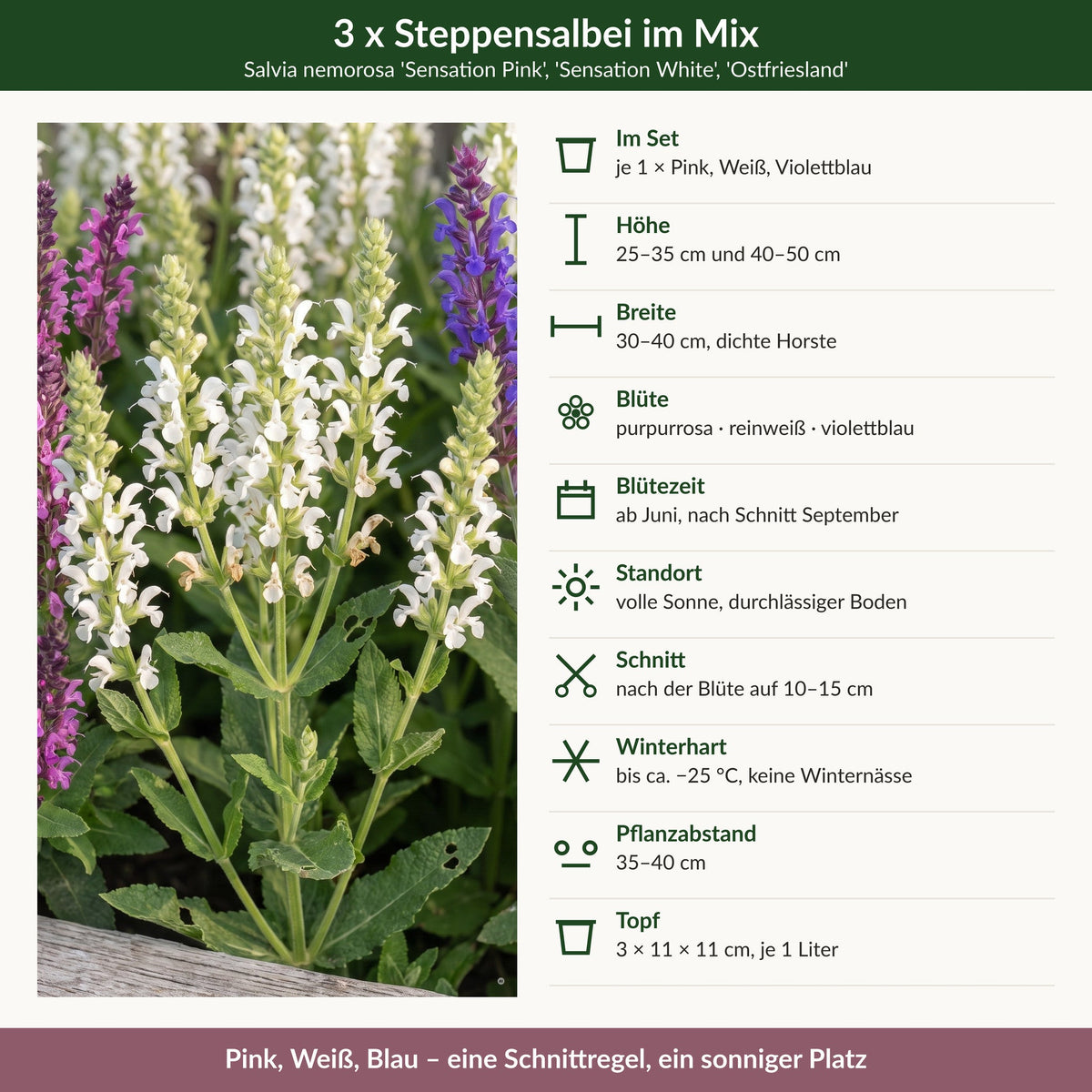 Steckbrief 3 x Salvia Kollektion: 25 bis 50 cm, ab Juni, nach Schnitt September, bis -25 °C