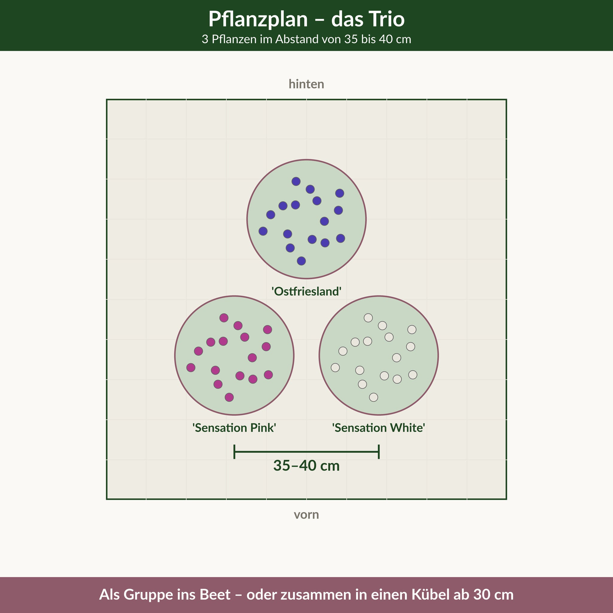 Pflanzplan: hinten 'Ostfriesland', vorn 'Sensation Pink' und 'Sensation White', Abstand 35 bis 40 cm