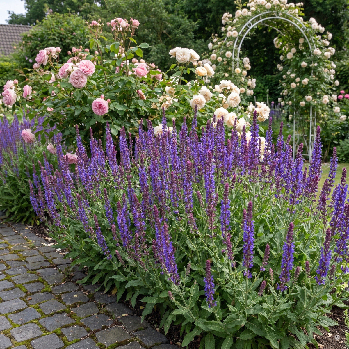 Steppensalbei 'Ostfriesland' als violettblaues Band vor Strauchrosen in Altrosa und Creme