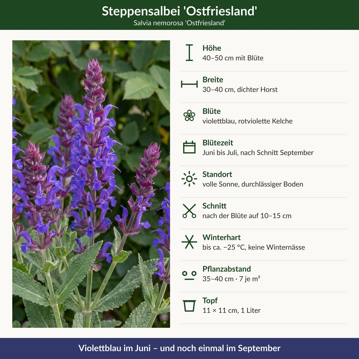 Steckbrief Salvia nemorosa 'Ostfriesland': 40 bis 50 cm, Juni bis Juli und September, bis -25 °C