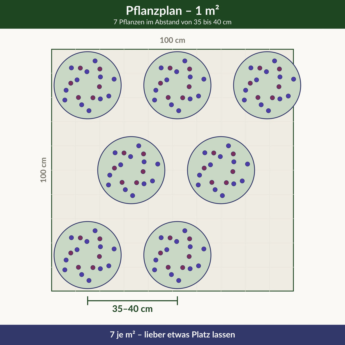 Pflanzplan: 7 Pflanzen je Quadratmeter im Abstand von 35 bis 40 cm