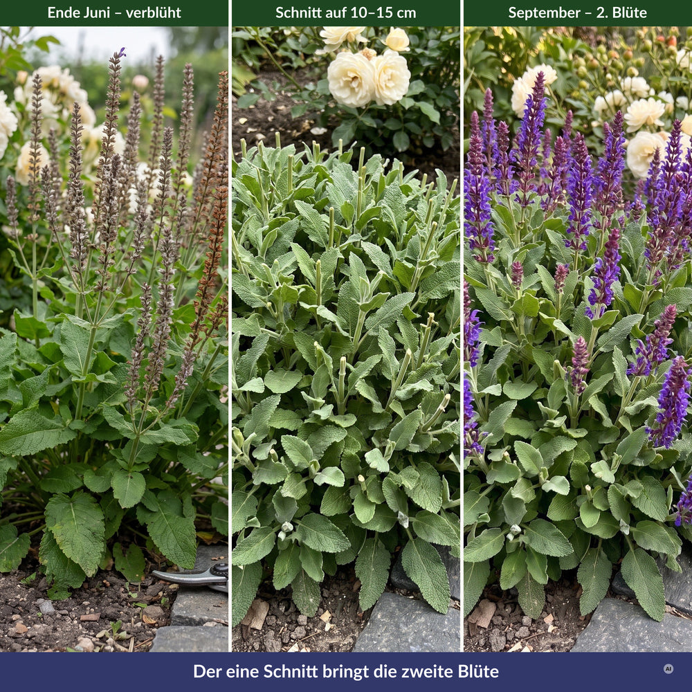 Ende Juni verblüht, Rückschnitt auf 10 bis 15 cm, zweite Blüte im September