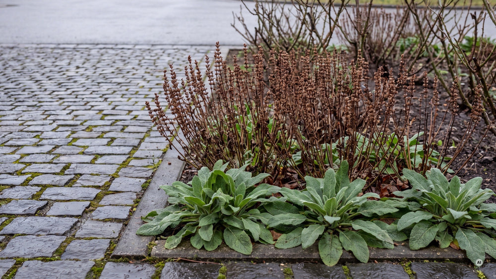 Grüne Blattrosetten und alte Triebe des Steppensalbeis im Spätwinter nach Regen