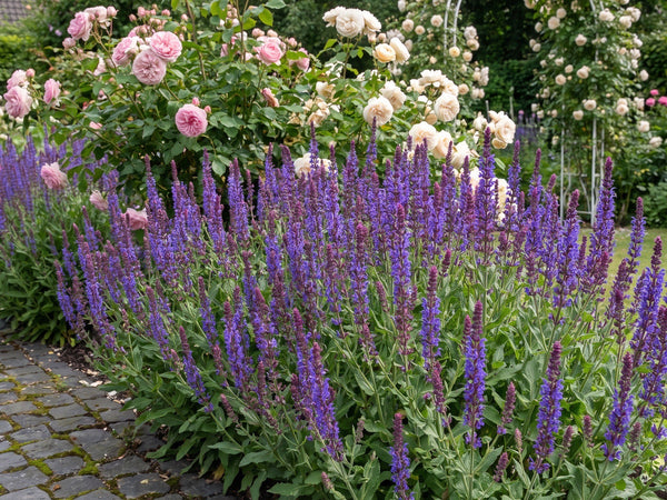 Steppensalbei 'Ostfriesland' im Rosengarten