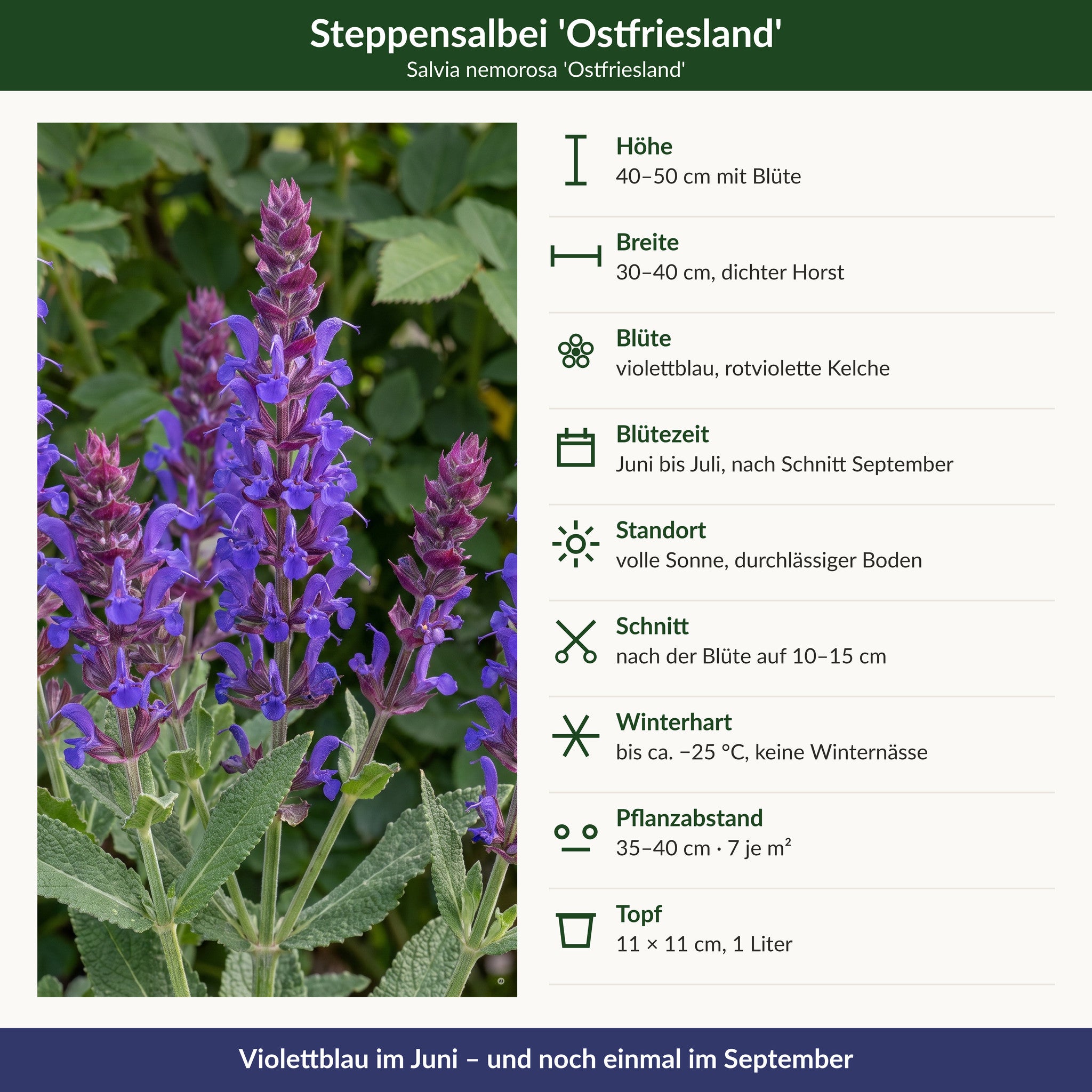 Steckbrief Steppensalbei 'Ostfriesland': 40–50 cm, violettblau, Juni bis Juli und September, volle Sonne, winterhart bis −25 °C, 11 × 11 cm Topf