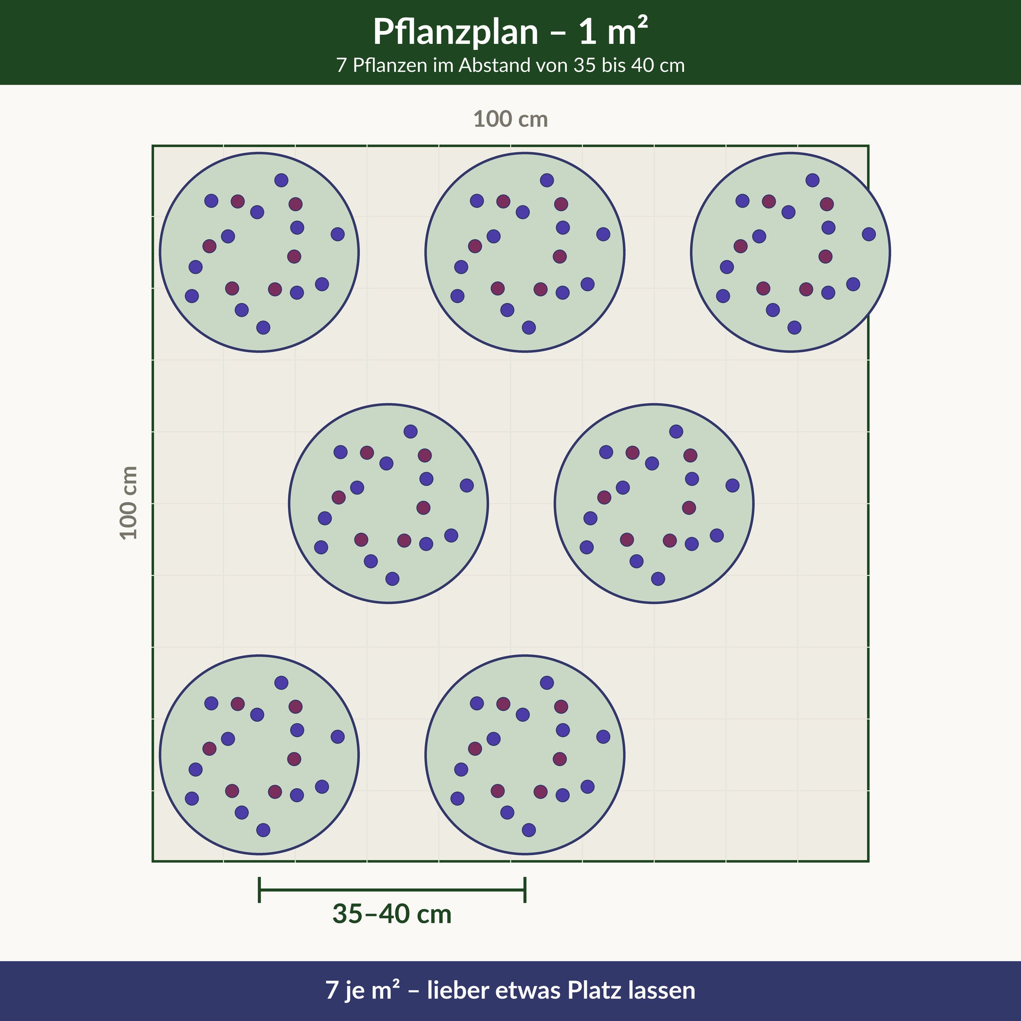 Pflanzplan für einen Quadratmeter Steppensalbei 'Ostfriesland': 7 Pflanzen im Abstand von 35 bis 40 cm