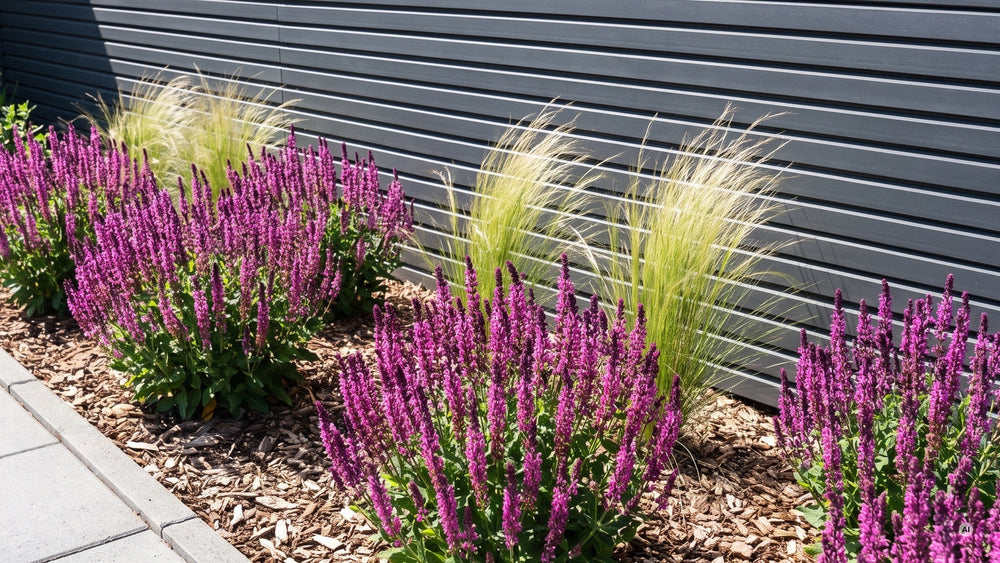 Reihe aus Steppensalbei 'Sensation Pink' in einem schmalen Beet