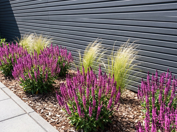 Steppensalbei 'Sensation Pink' mit Federgras im Beet