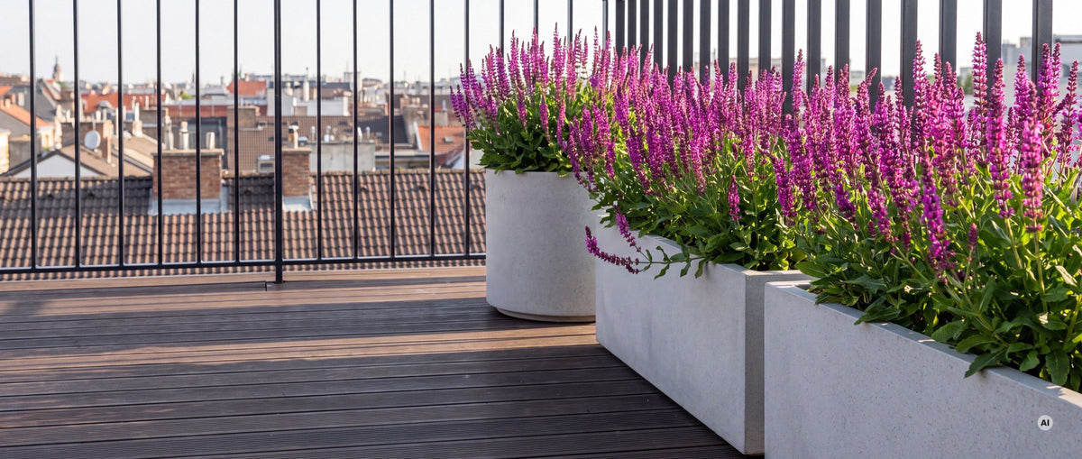 Steppensalbei 'Sensation Pink' in hellen Kunststein-Kästen auf einer Dachterrasse