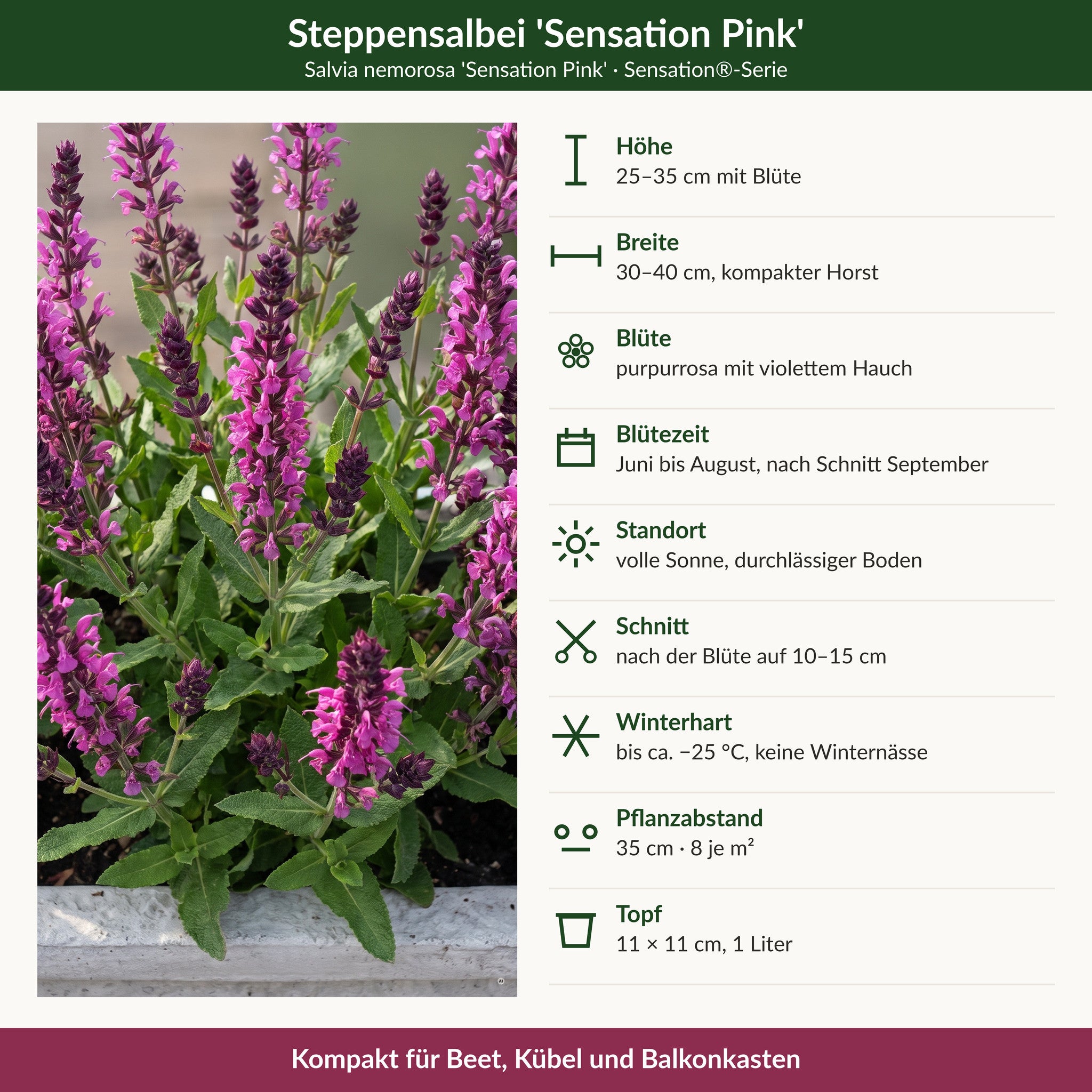 Steckbrief Steppensalbei 'Sensation Pink': 25–35 cm, purpurrosa, Juni bis August und September, volle Sonne, winterhart bis −25 °C, 11 × 11 cm Topf