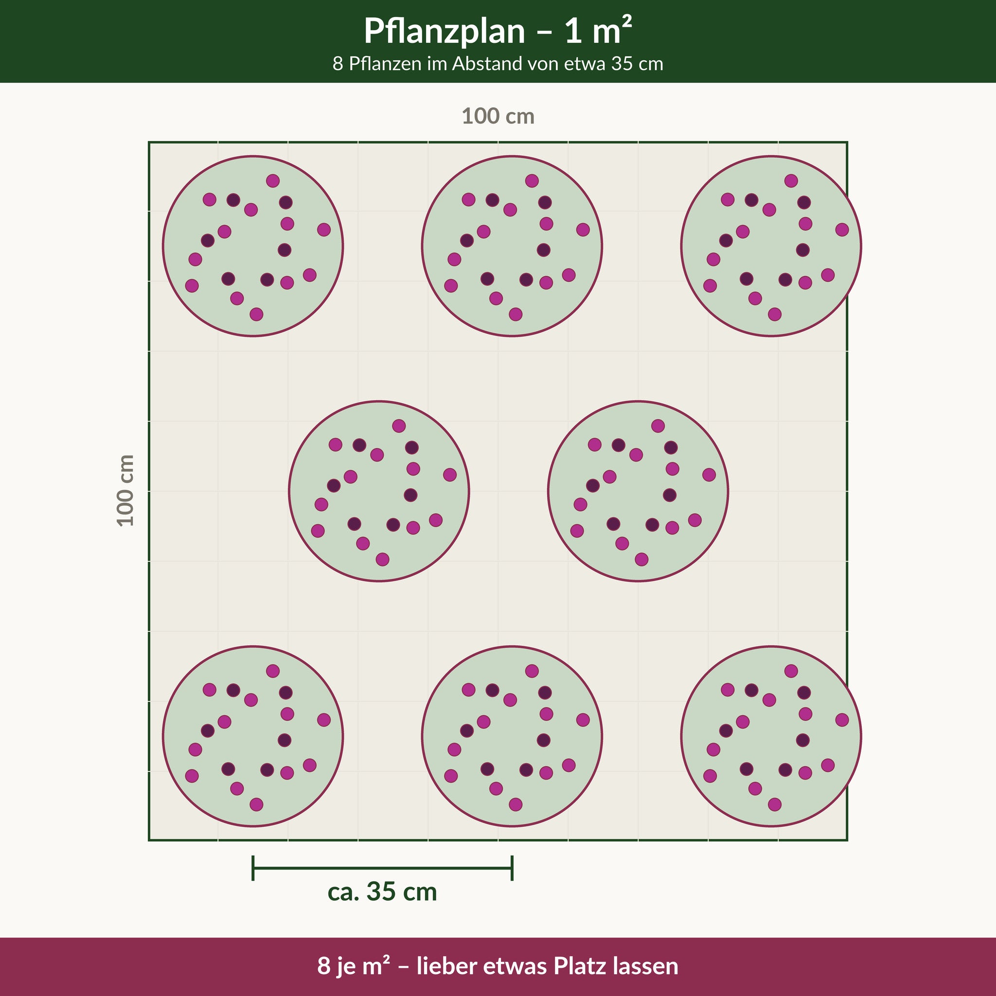 Pflanzplan für einen Quadratmeter Steppensalbei 'Sensation Pink': 8 Pflanzen im Abstand von etwa 35 cm