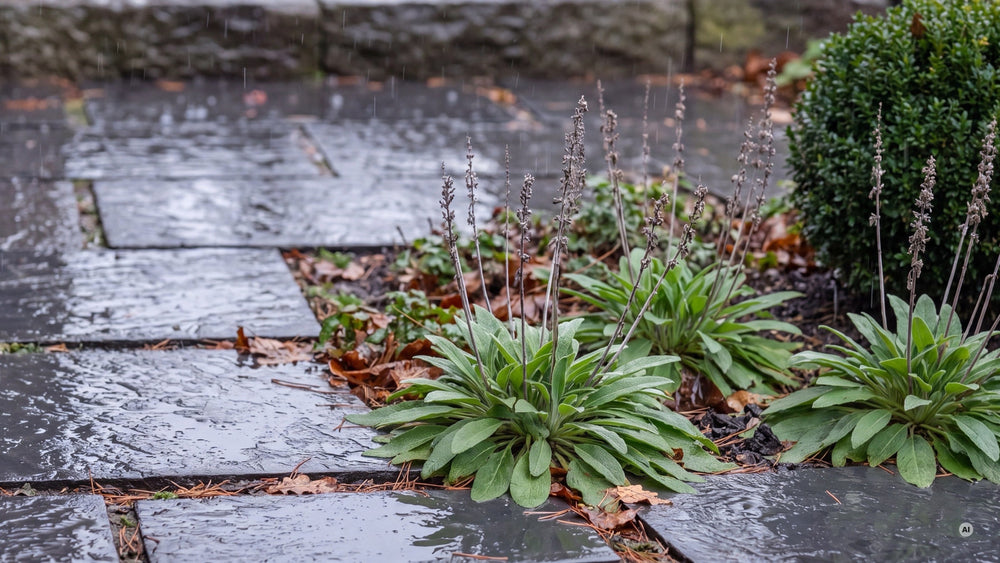 Winterregen auf Schieferplatten, die Salbei-Rosetten stehen auf durchlässigem Boden