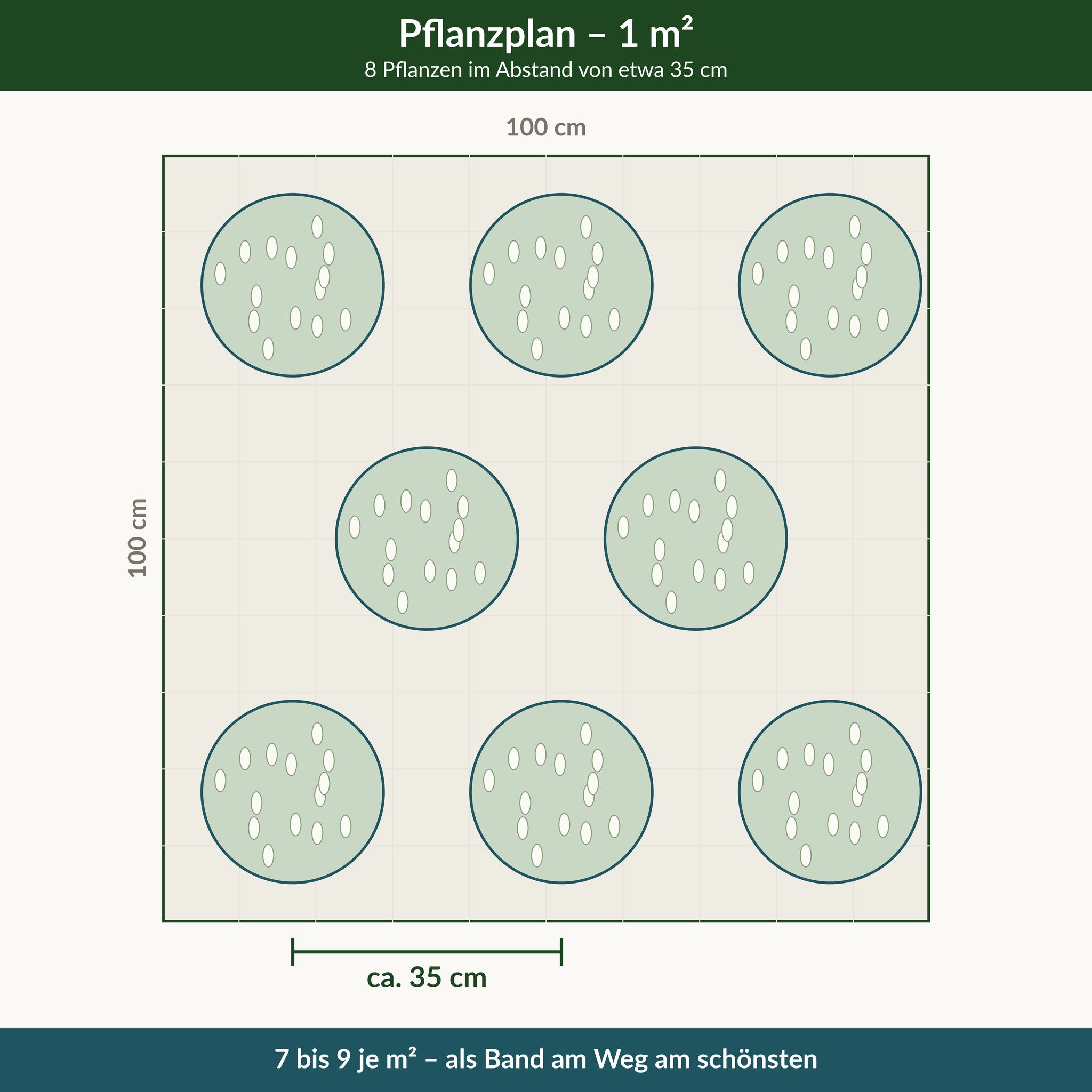 Pflanzplan für einen Quadratmeter Steppensalbei 'Sensation White': 8 Pflanzen im Abstand von etwa 35 cm