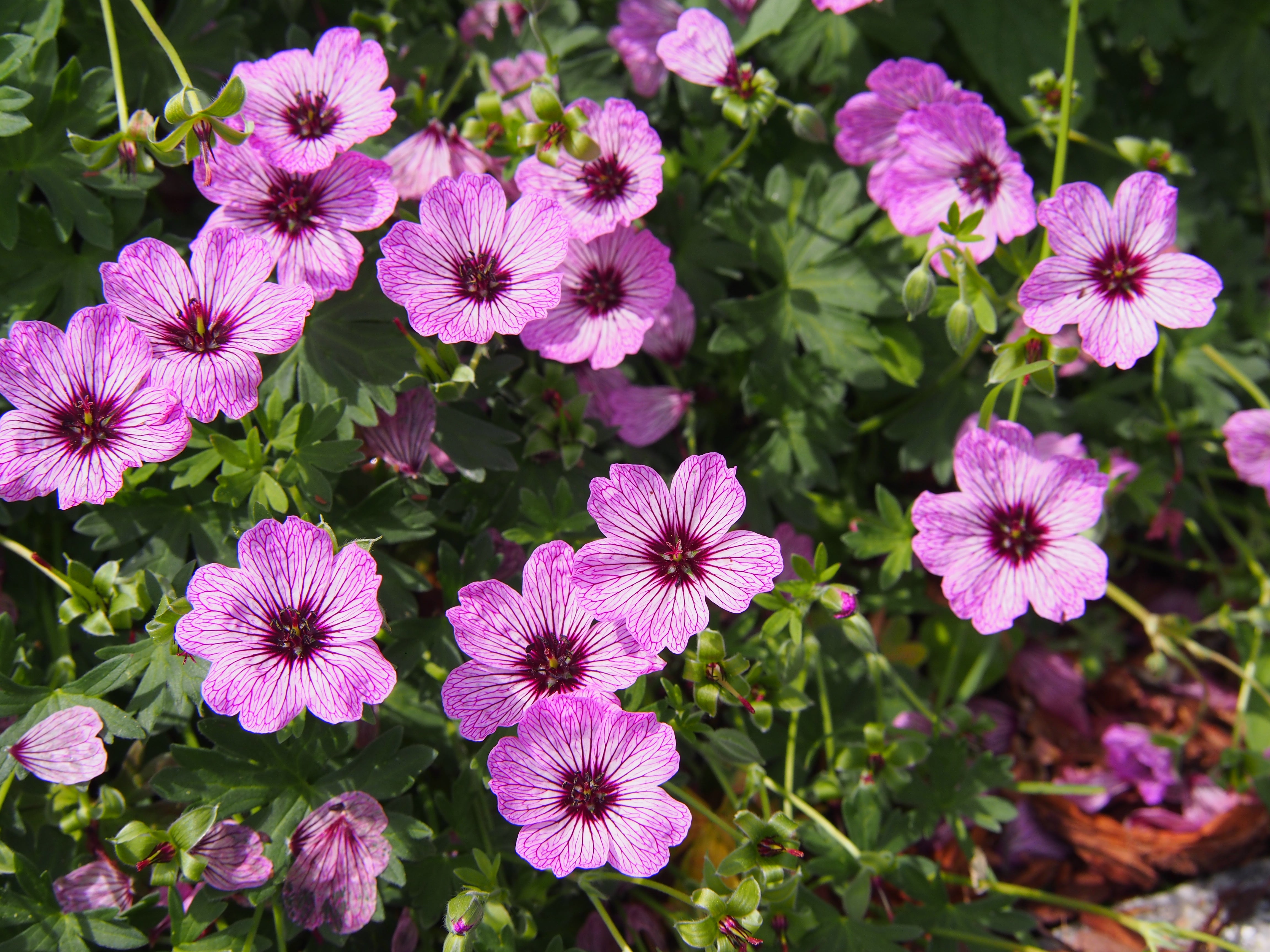 Geranium cinereum 'Lawrence Flatman' / Aschgrauer Storchschnabel