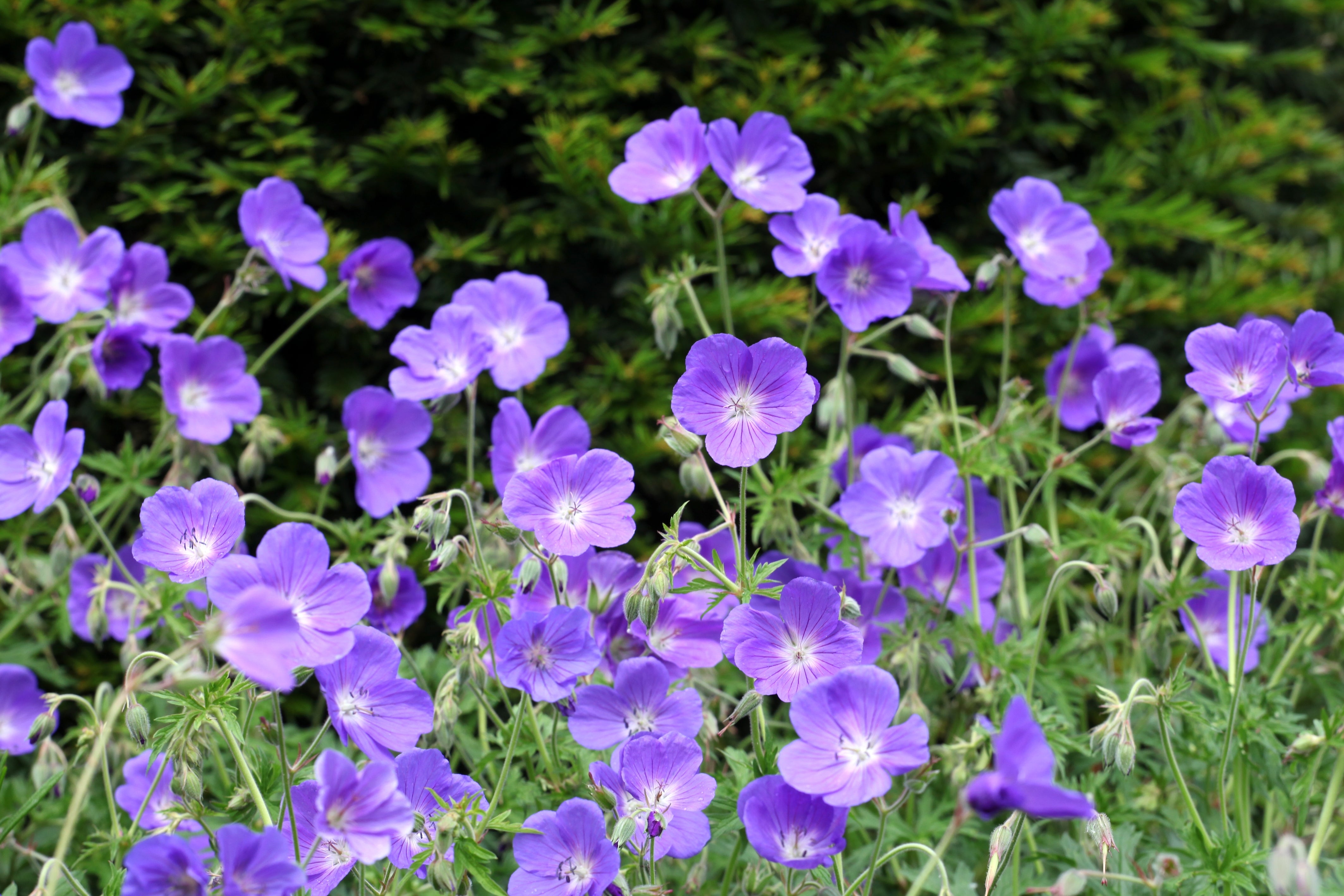 Geranium pratense 'Orion' / Blauer Storchschnabel