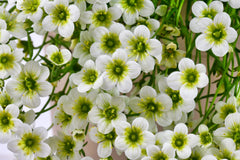 Weiße Staude Saxifraga x arendsii 'Ice Colours Pearl White' mit weißen Blüten, als Moos-Steinbrech in Gartendekoration