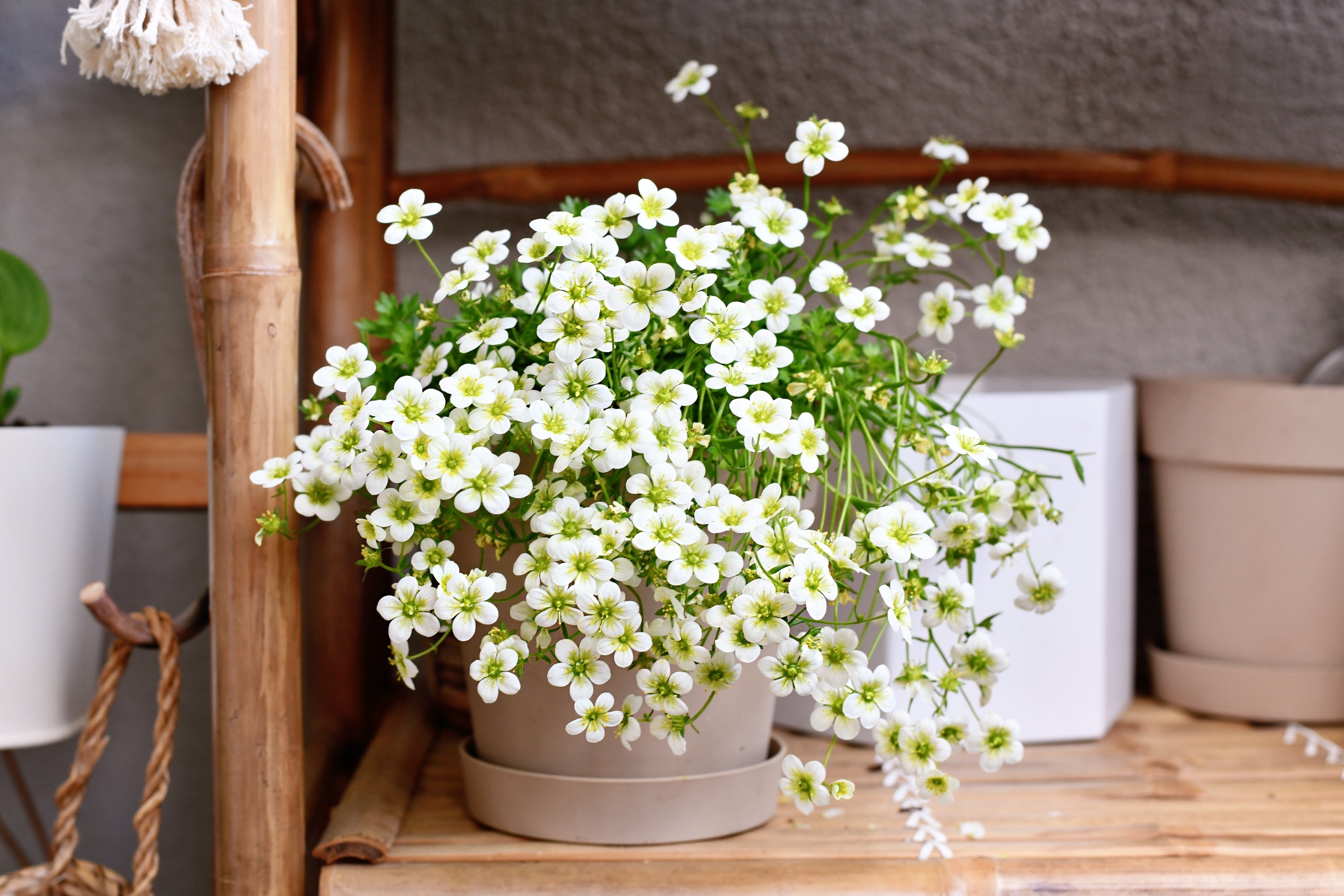 Saxifraga x arendsii 'Ice Colours Pearl White' / Weißer Moos-Steinbrech