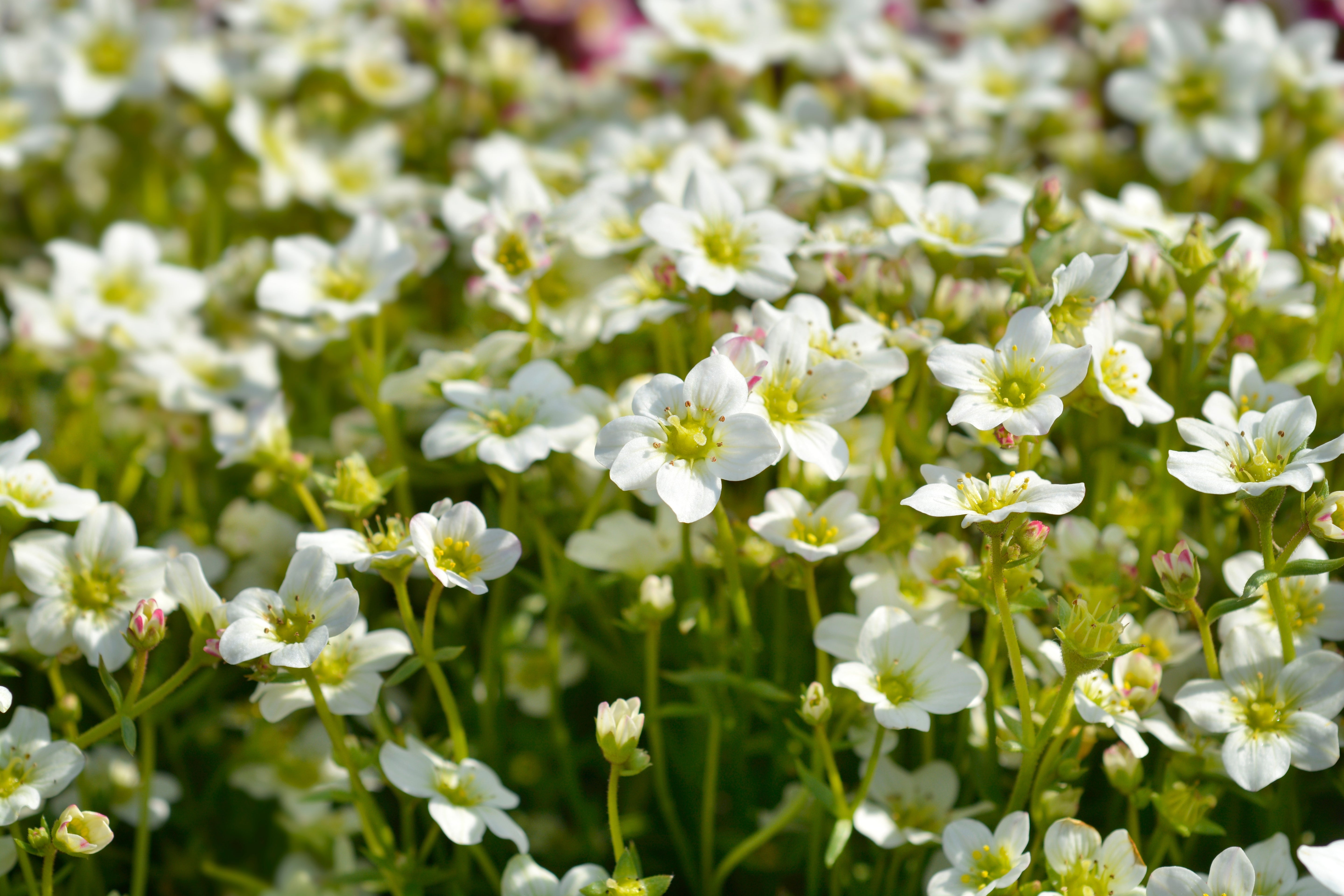 Saxifraga x arendsii 'Ice Colours Pearl White' / Weißer Moos-Steinbrech