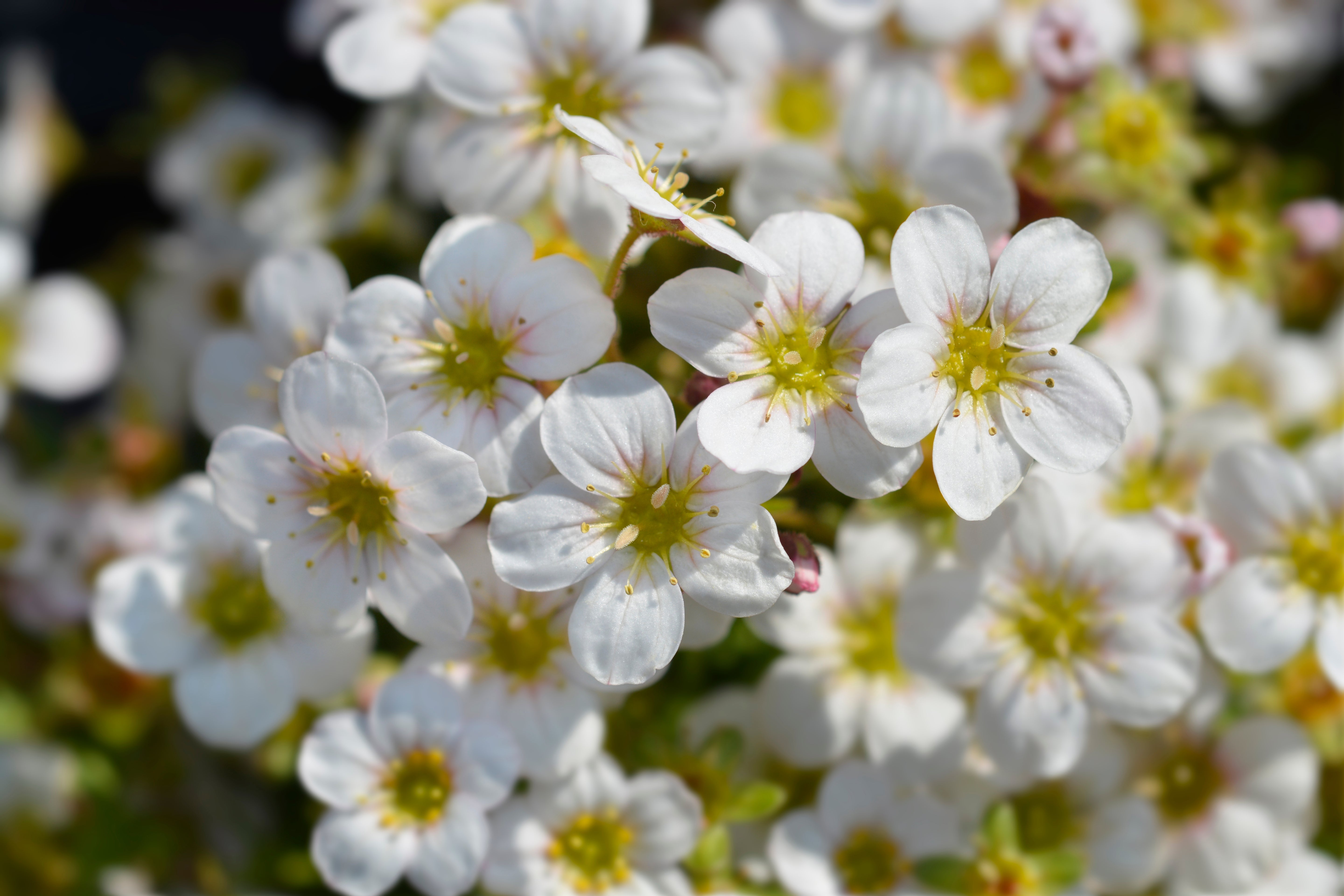 Saxifraga x arendsii 'Ice Colours Pearl White' / Weißer Moos-Steinbrech