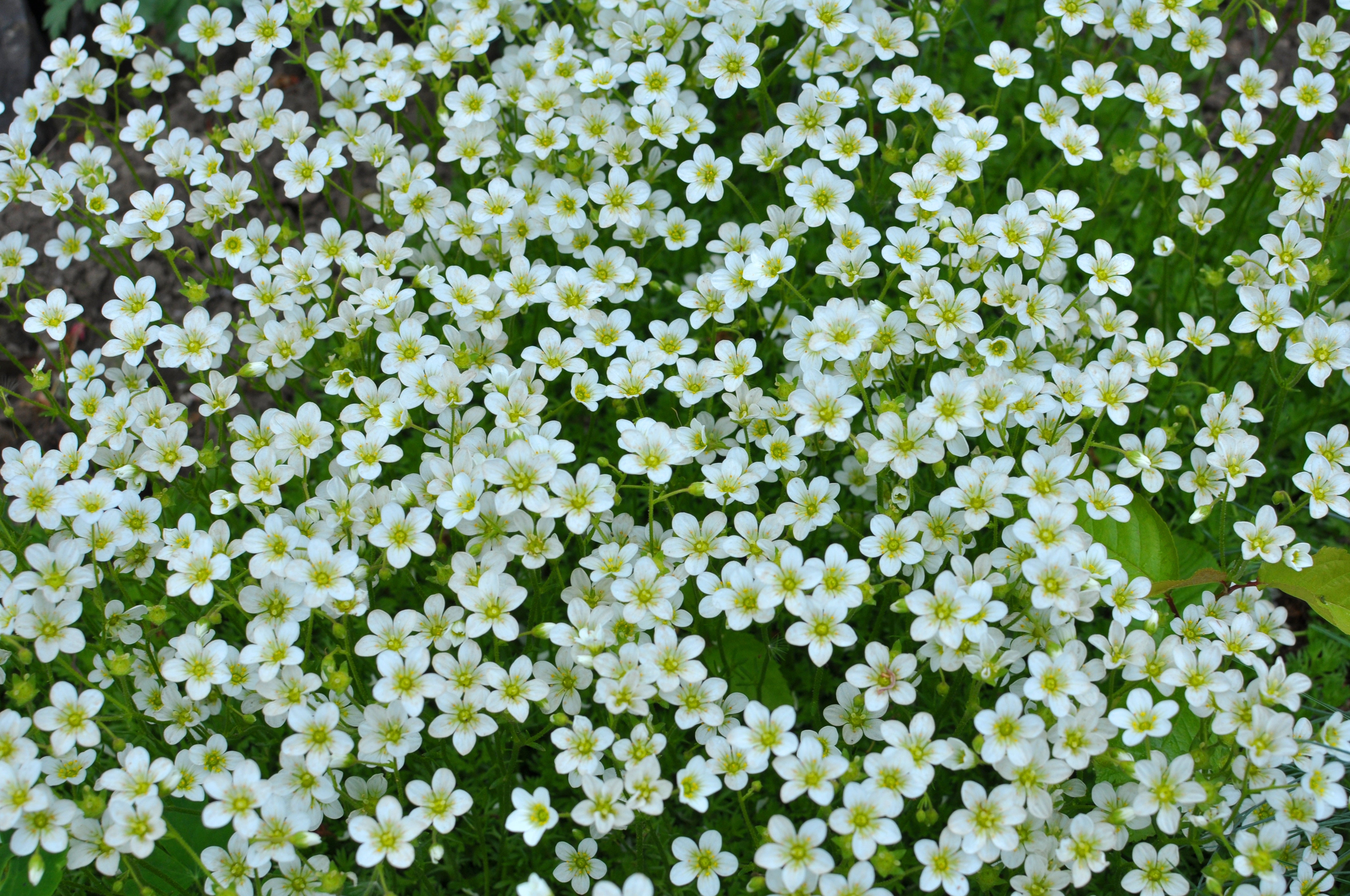 Saxifraga x arendsii 'Ice Colours Pearl White' / Weißer Moos-Steinbrech