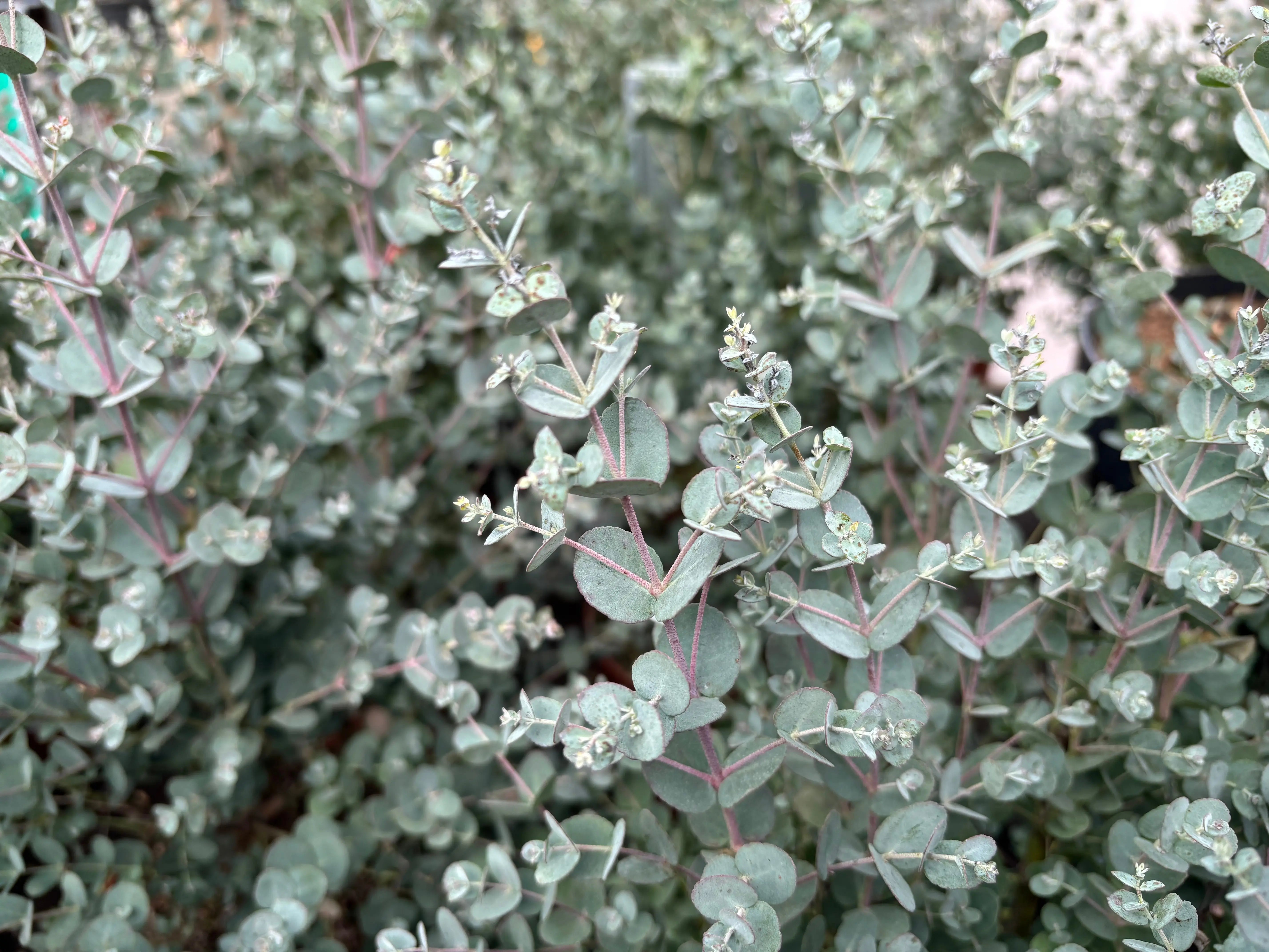 Eukalyptus gunnii / Blaugummibaum