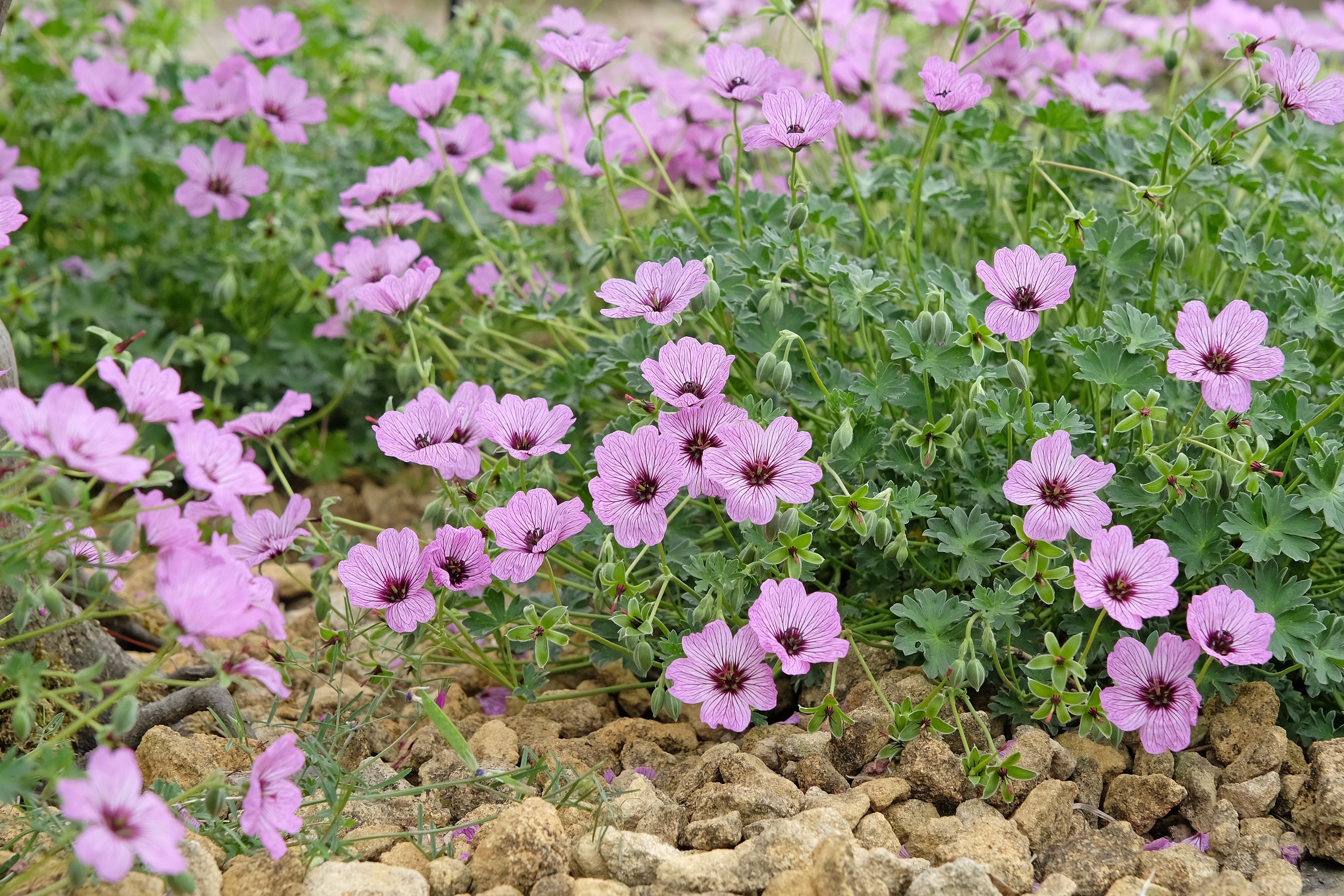 Geranium cinereum 'Lawrence Flatman' / Aschgrauer Storchschnabel