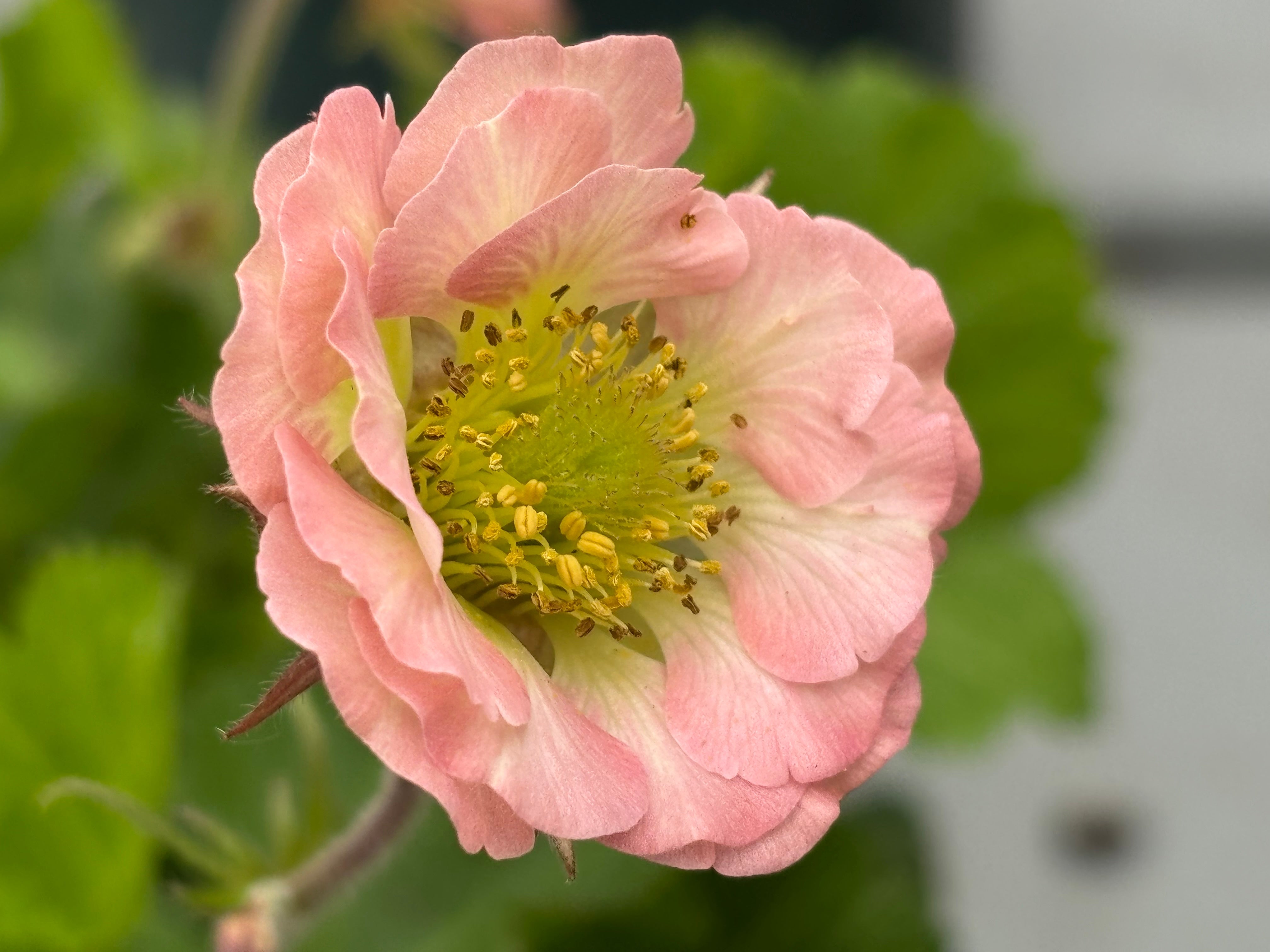 Geum chiloense 'Pretticoats Pink ®'/ Pinker Chilenische Nelkenwurz