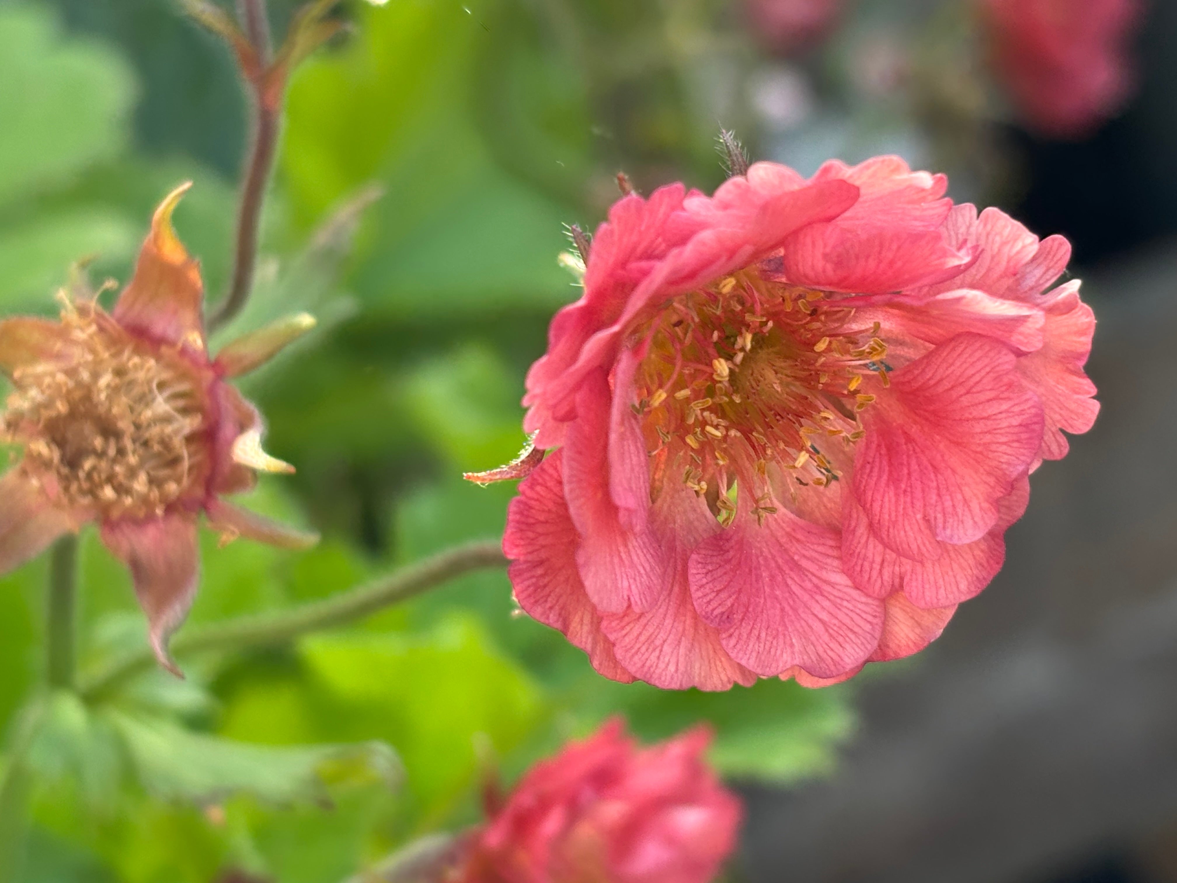 Geum chiloense 'Pretticoats Pink ®'/ Pinker Chilenische Nelkenwurz