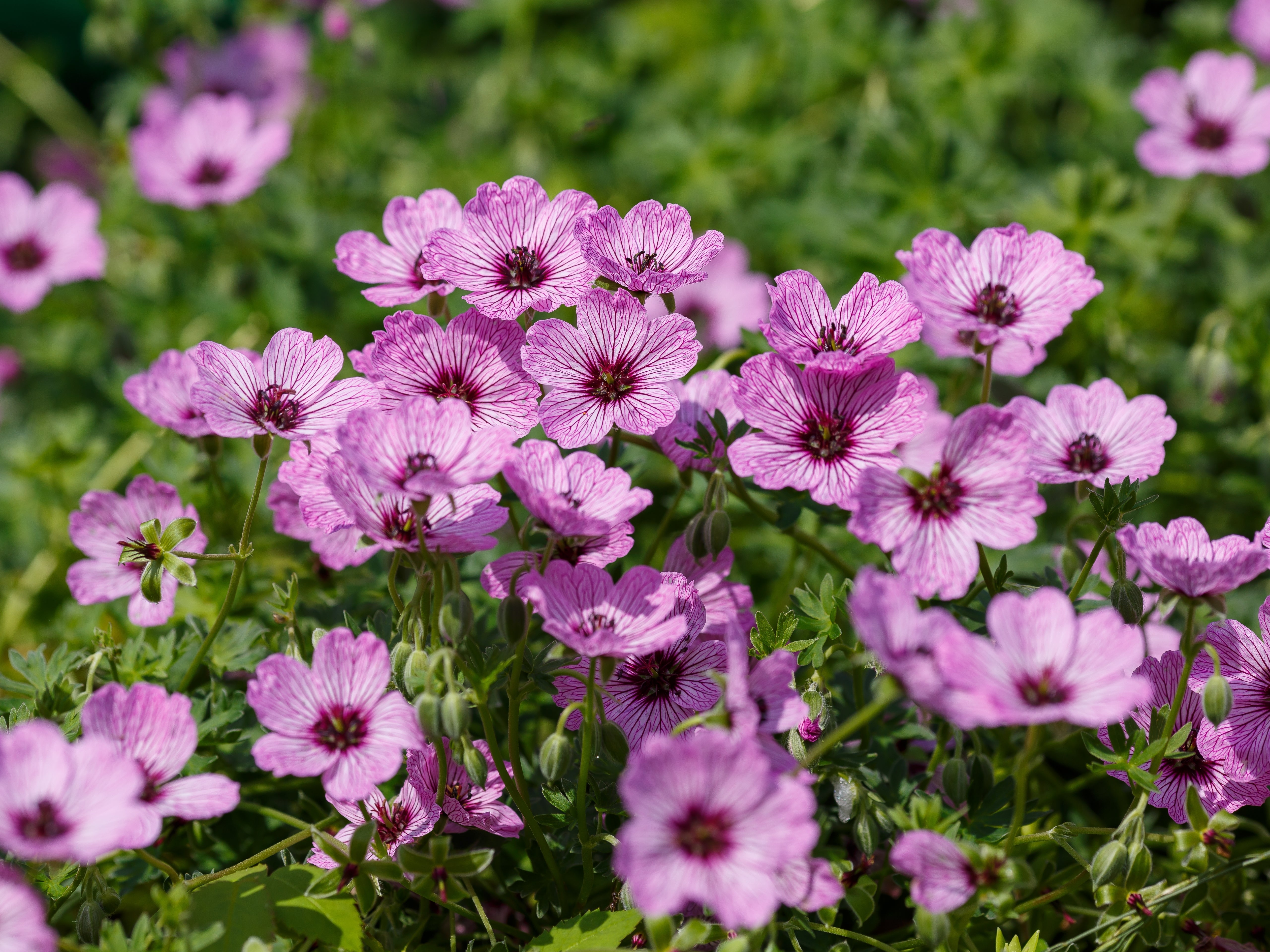 Geranium cinereum 'Lawrence Flatman' / Aschgrauer Storchschnabel