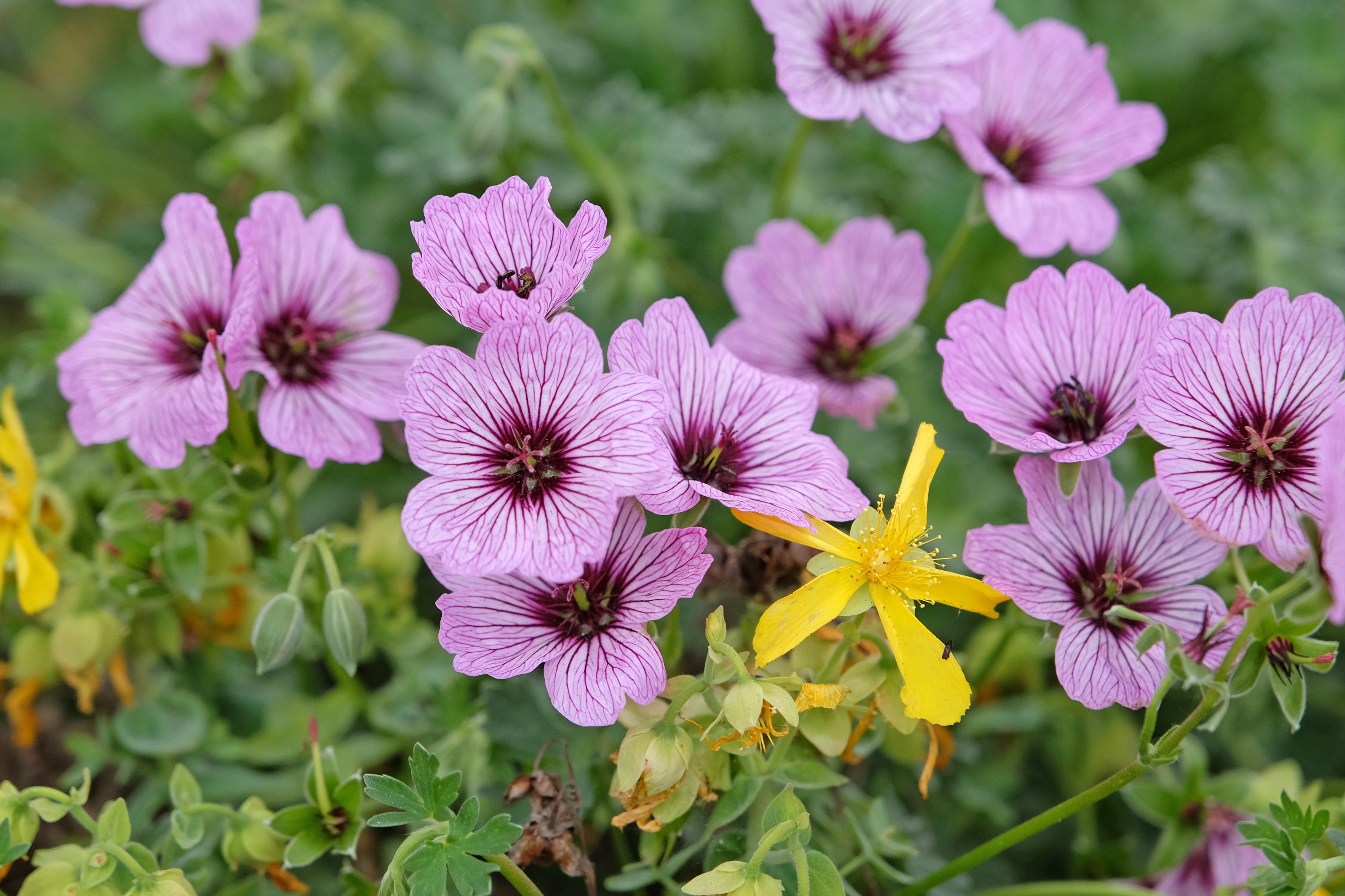 Geranium cinereum 'Lawrence Flatman' / Aschgrauer Storchschnabel