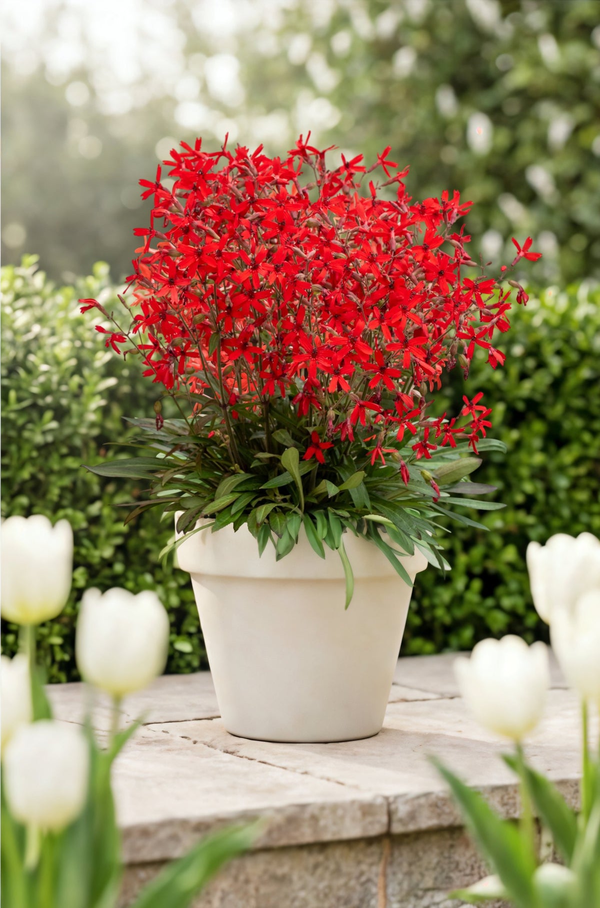 Scharlachrote Silene virginica ‚Burning Heart‘ Feuernelke Staude im weißen Topf auf einer Mauer, umgeben von weißen Tulpen, von Stauden Gänge.