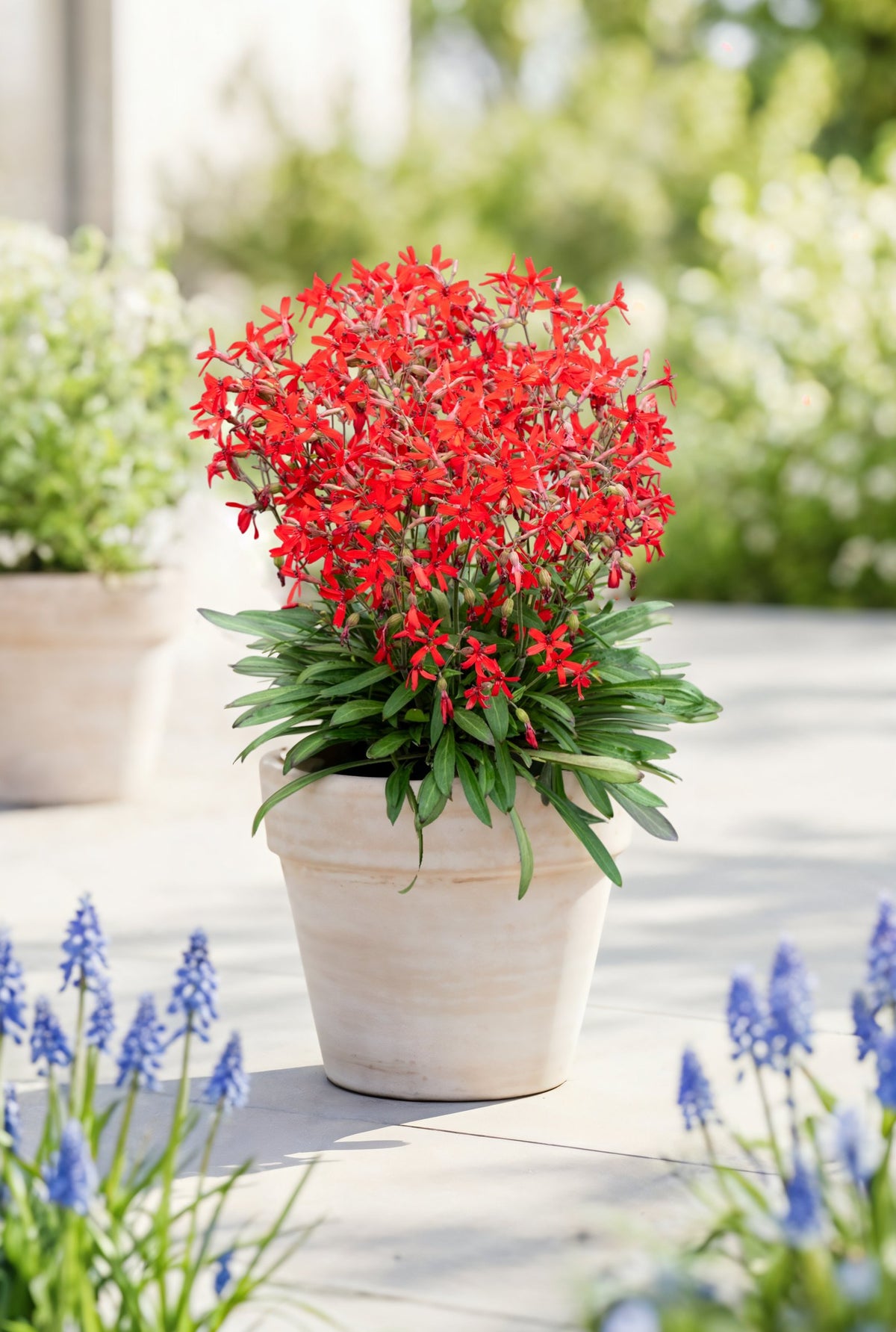 Silene virginica ‚Burning Heart‘ Feuernelke Staude im Terrakottatopf auf einer sonnigen Terrasse zwischen blauen Traubenhyazinthen, von Stauden Gänge.